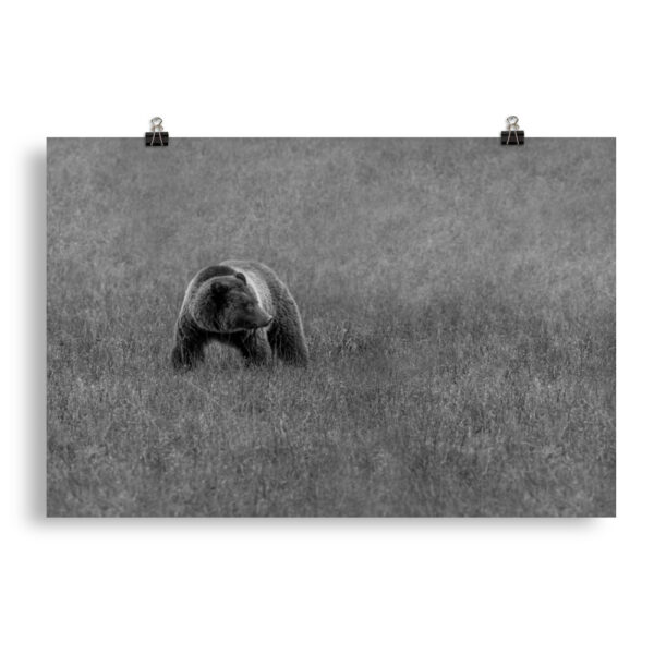 Grizzley bear on Alert! Photo paper poster