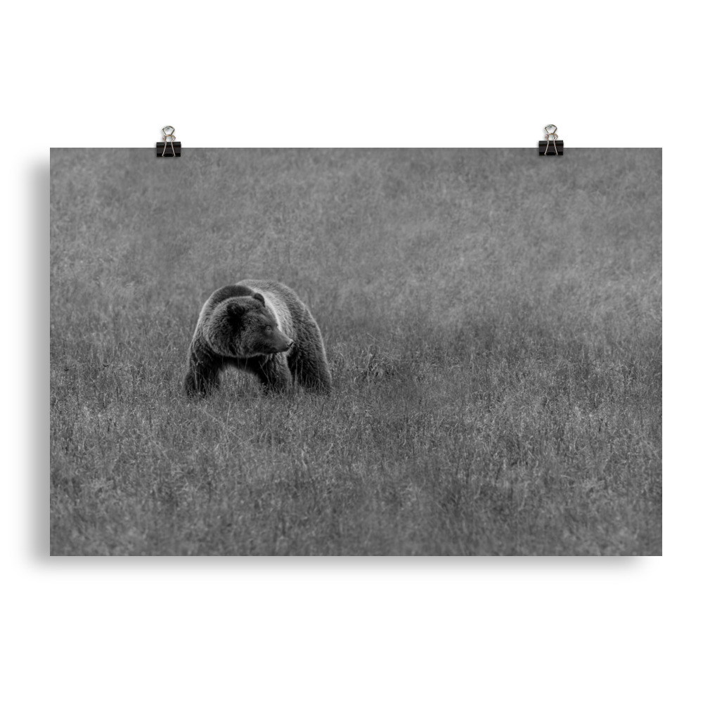 Grizzley bear on Alert! Photo paper poster