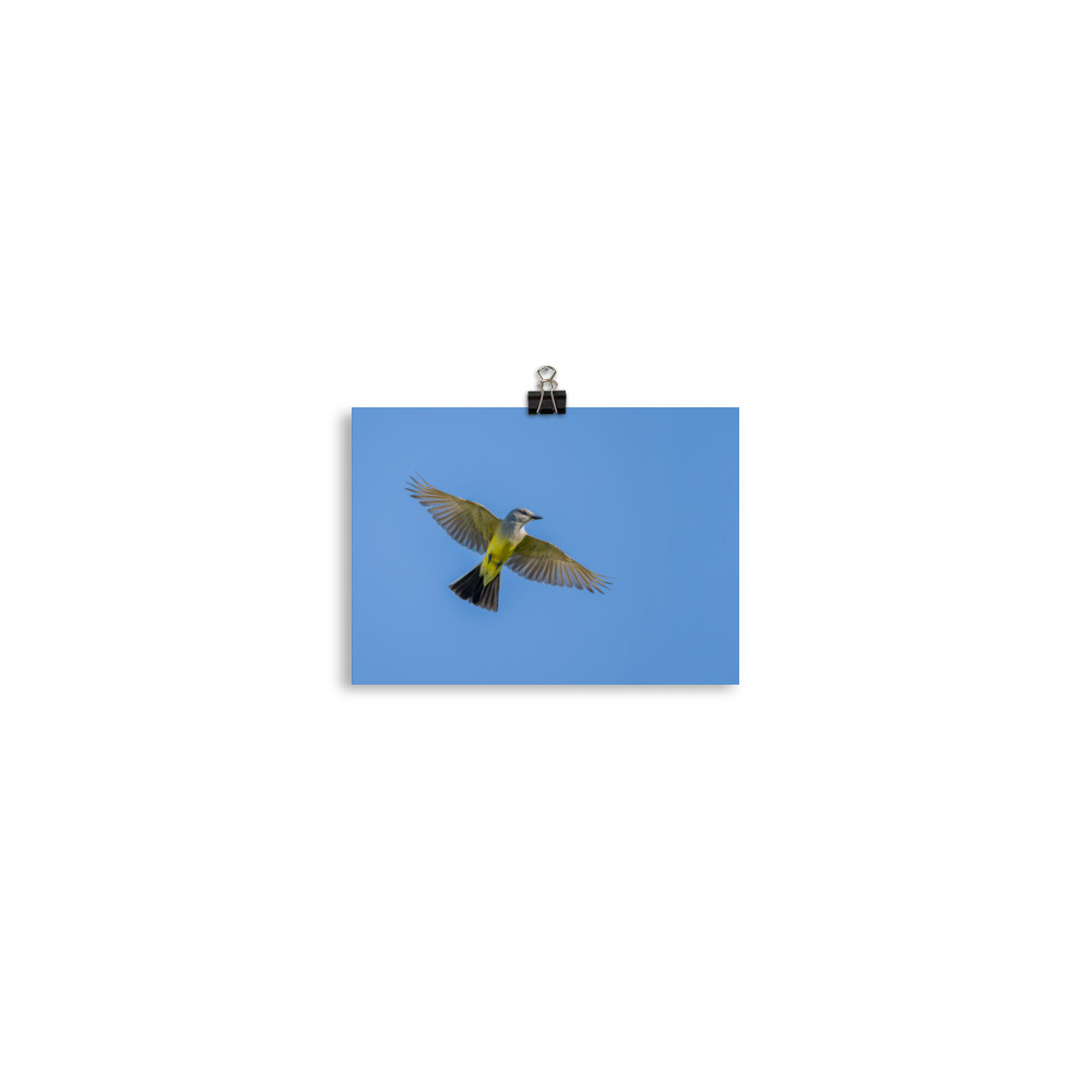 Western kingbird in flight! Photo paper poster - Image 2