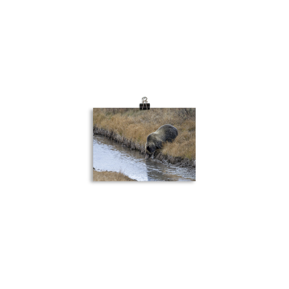 Grizzly bear quenching thirst! Photo paper poster - Image 2