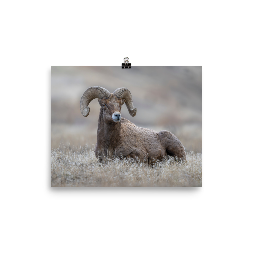 Monarch of Montana Meadows! Photo paper poster - Image 8