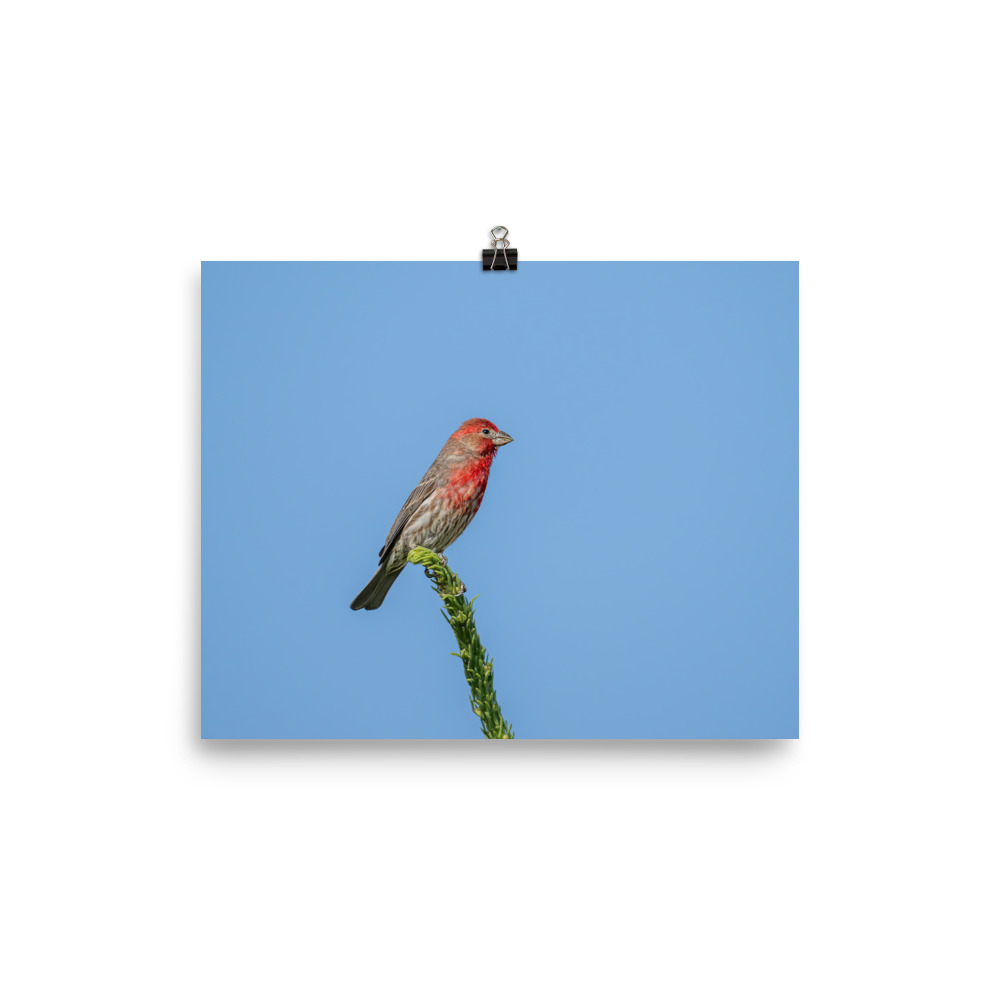 Male House Finch! Photo paper poster - Image 10