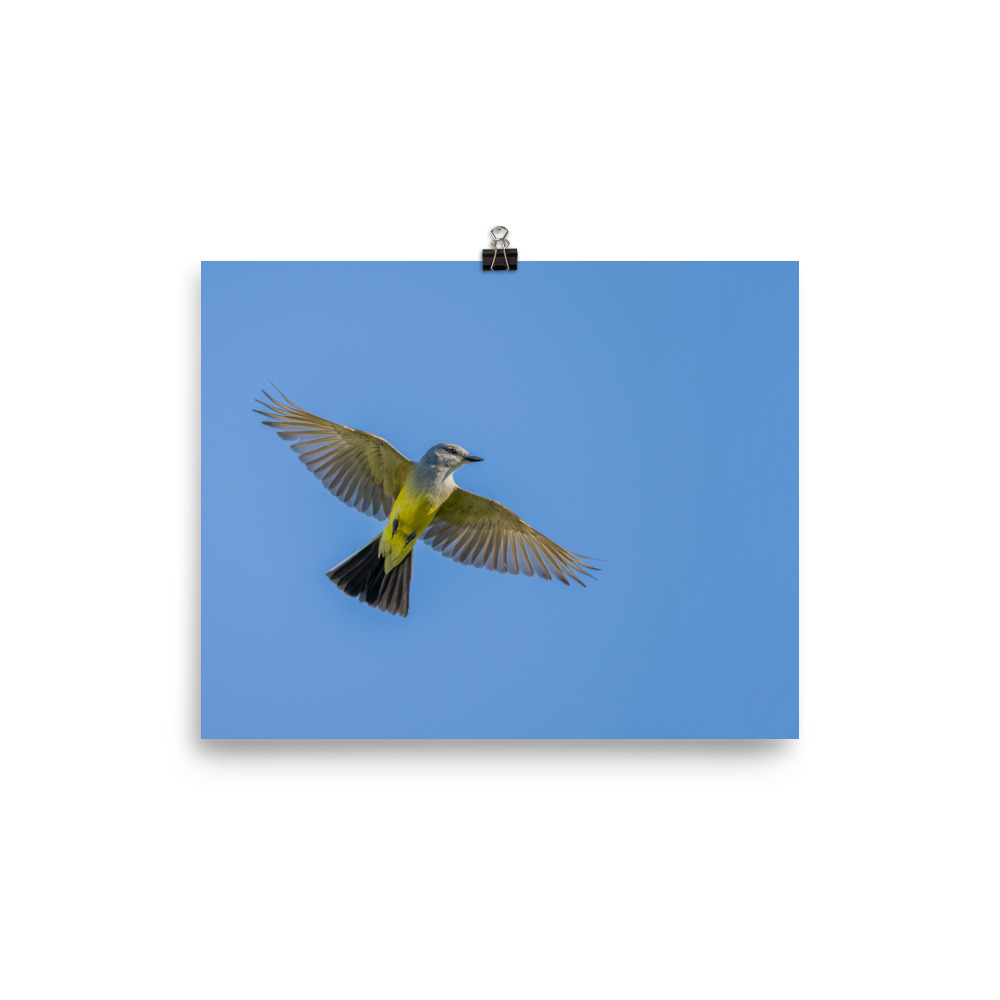 Western kingbird in flight! Photo paper poster - Image 13