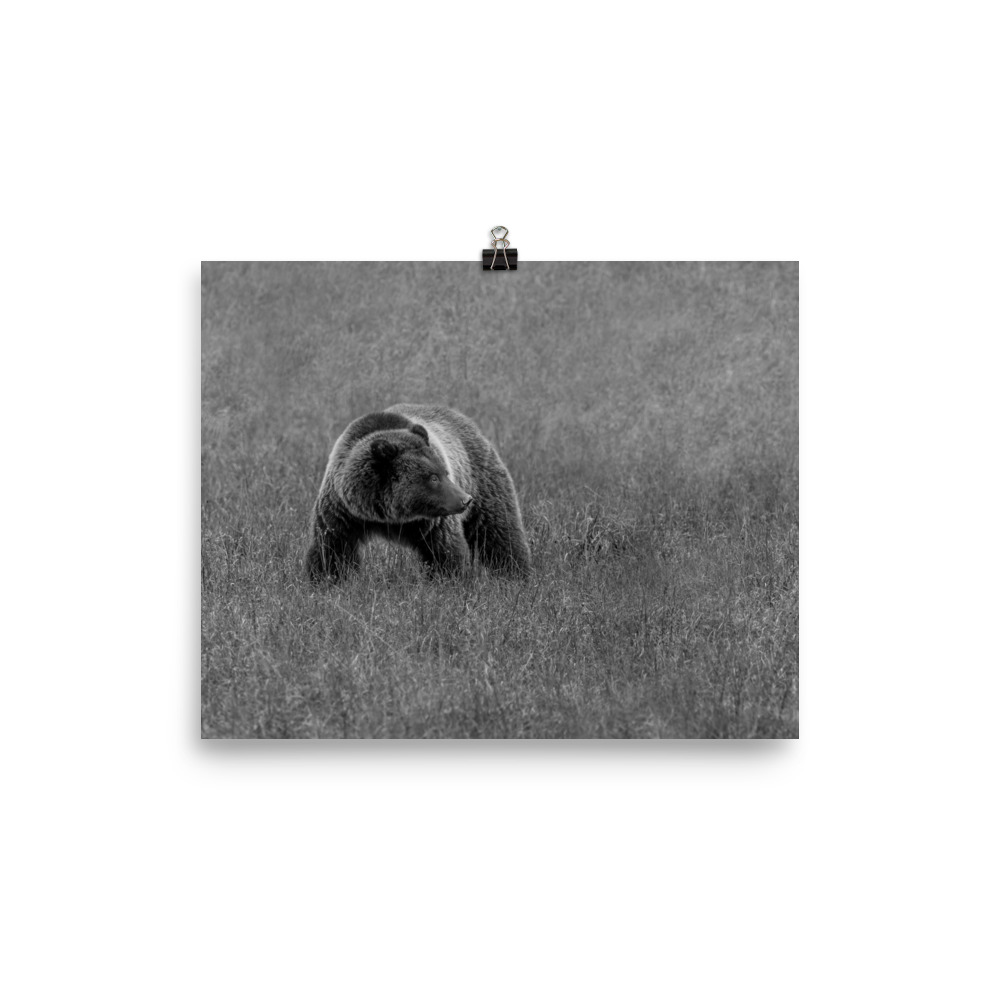 Grizzley bear on Alert! Photo paper poster - Image 13