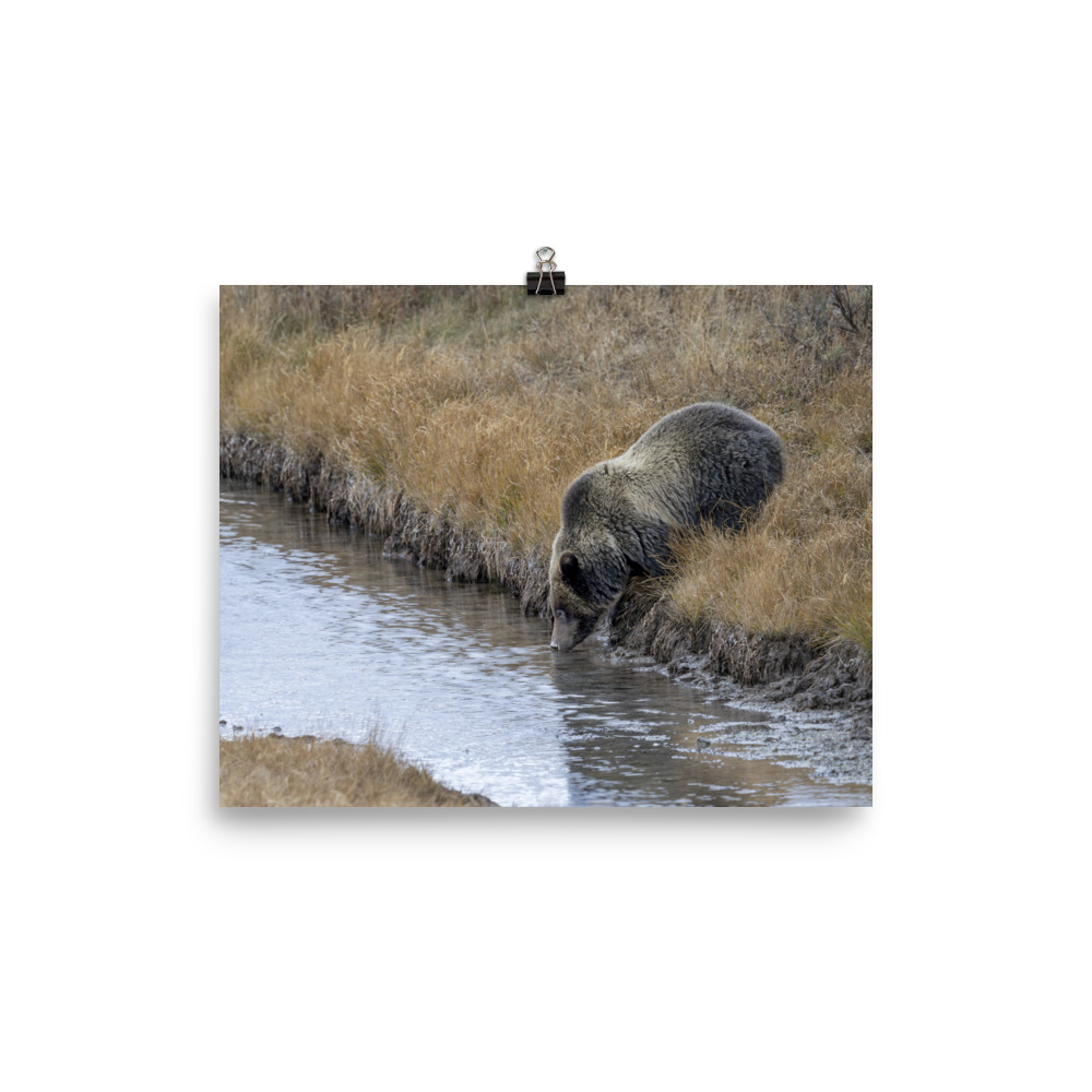 Grizzly bear quenching thirst! Photo paper poster - Image 11