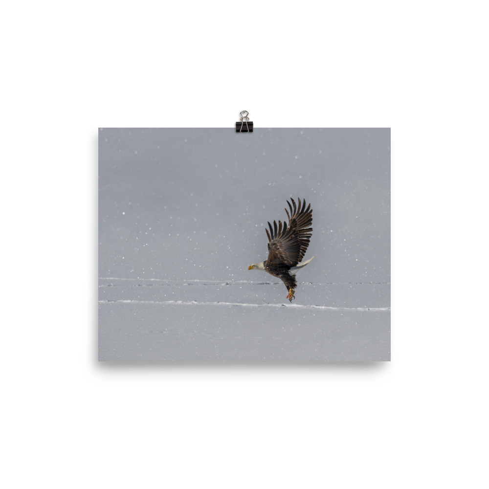 Bald eagle hunting in snow! Photo paper poster - Image 11