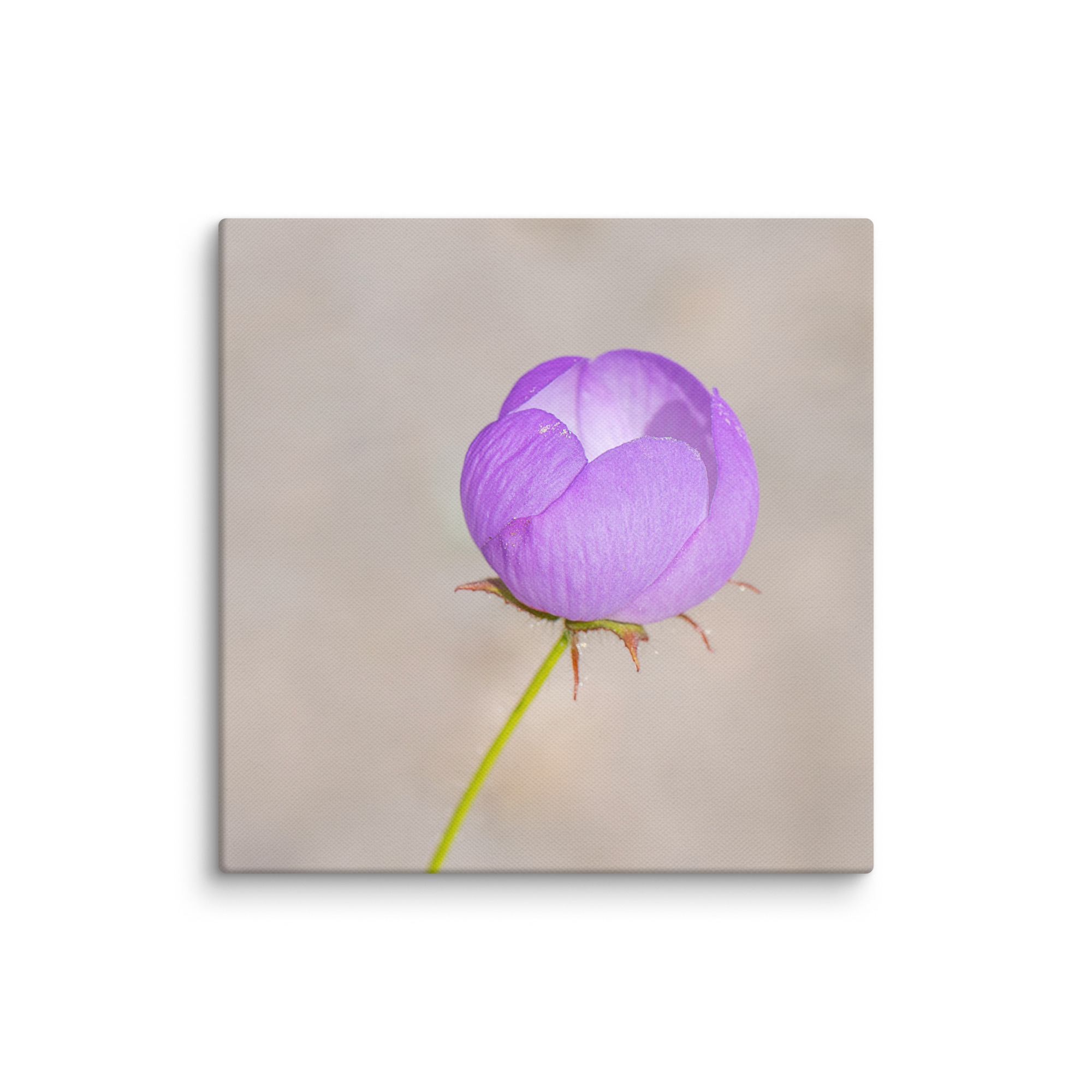 Desert five-spot! Canvas - Image 2