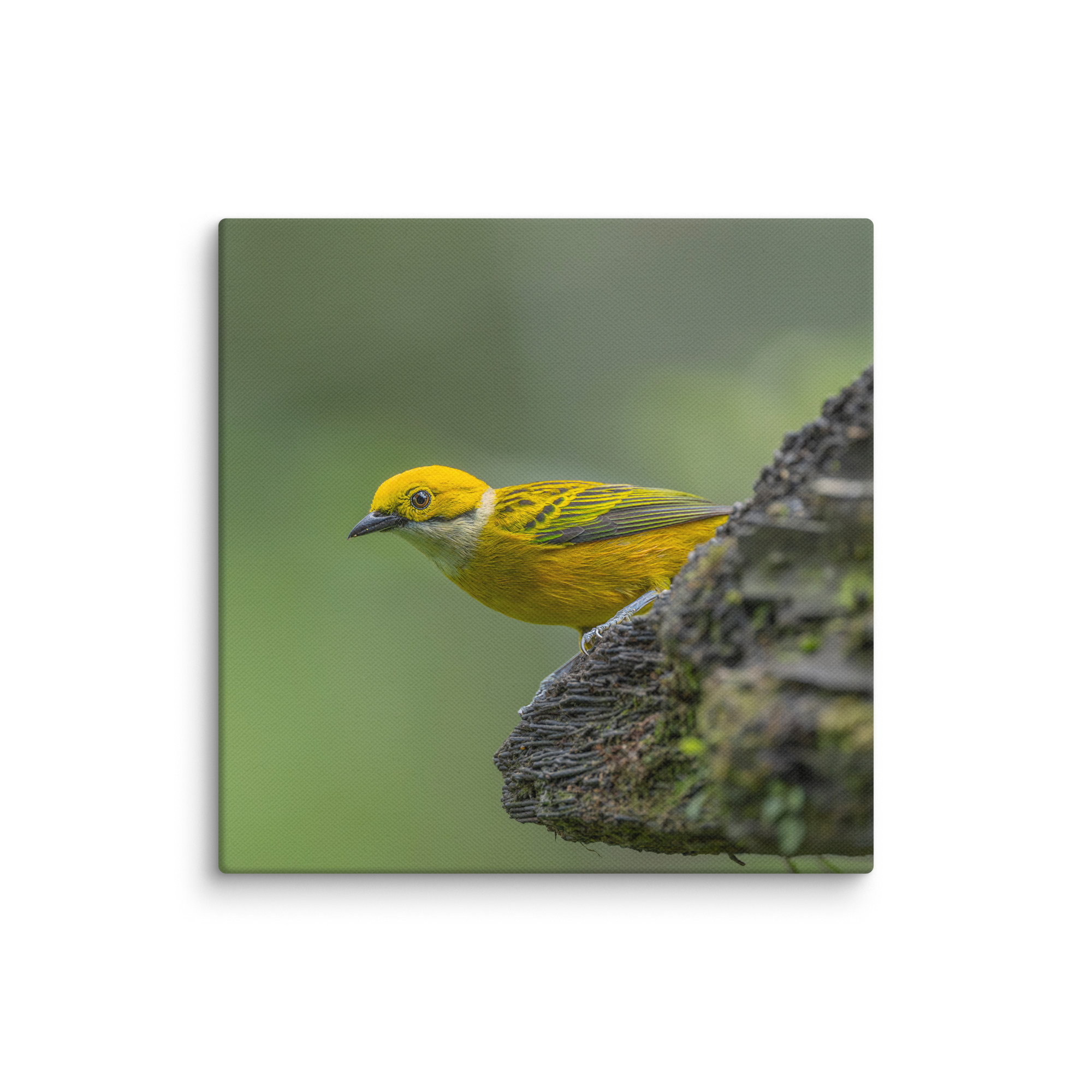 Silver-throated tanager! Canvas - Image 2
