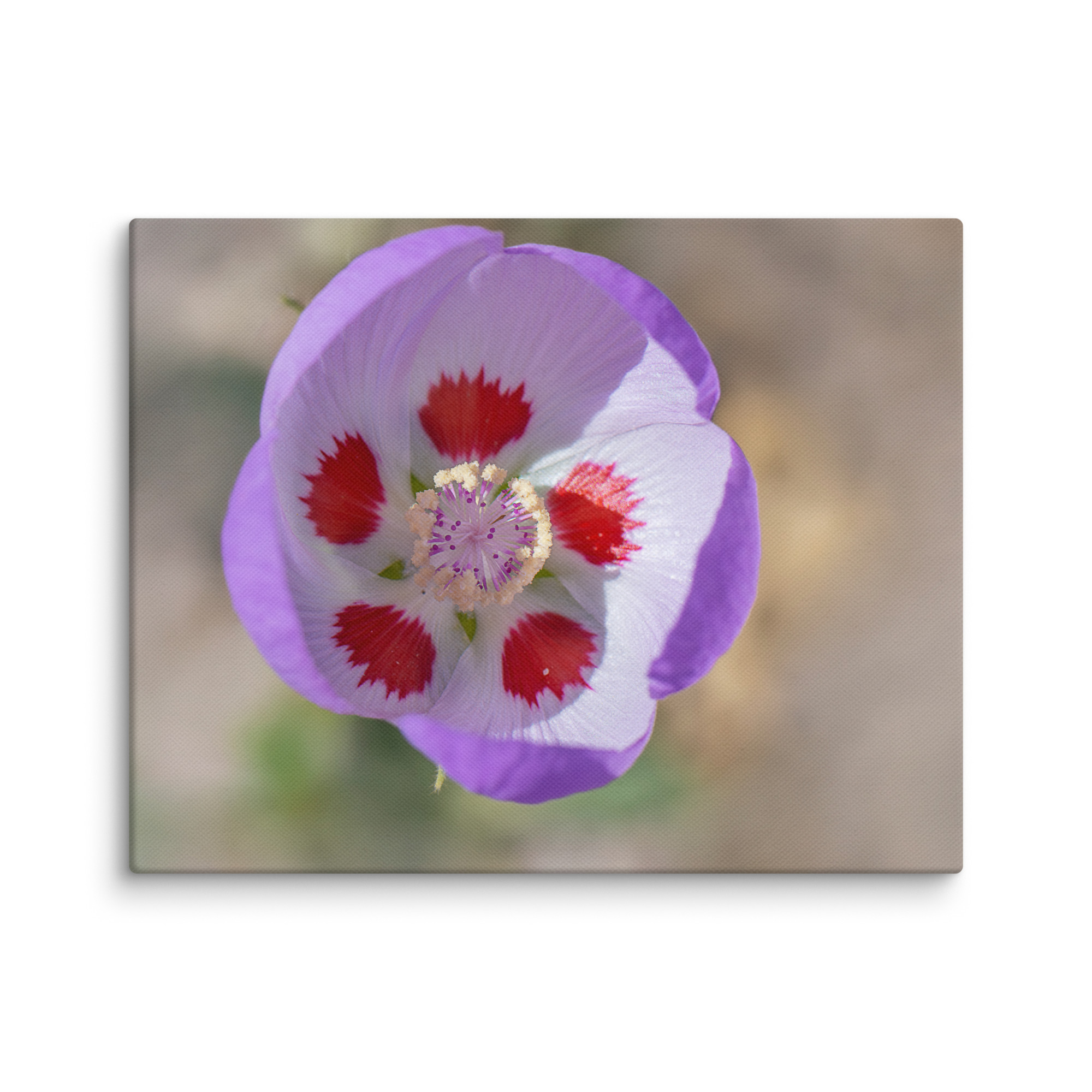 Desert five-spot in bloom! Canvas - Image 2