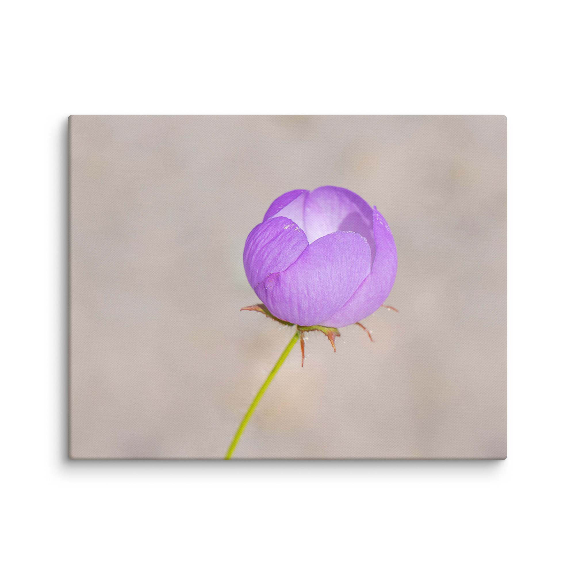 Desert five-spot! Canvas - Image 4