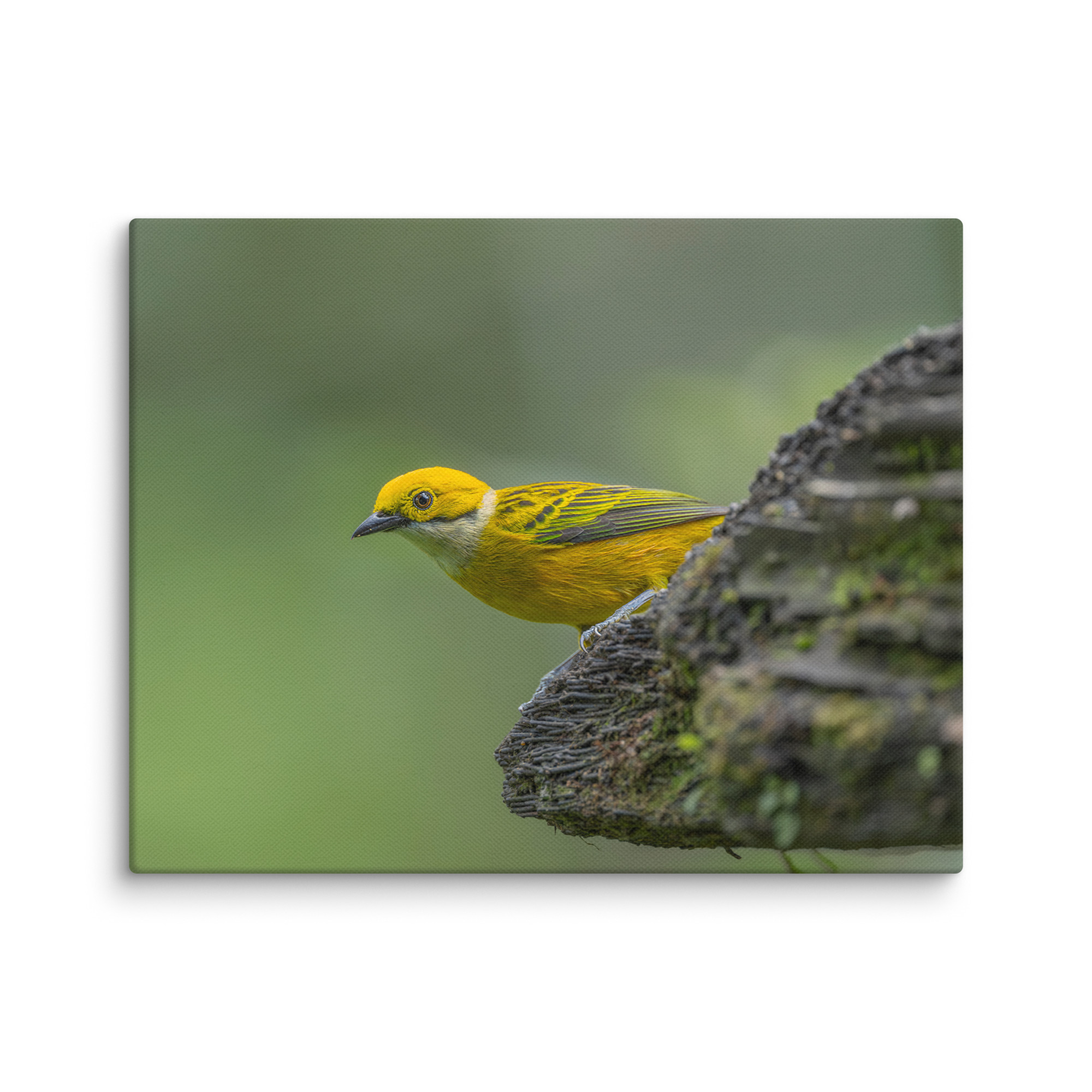 Silver-throated tanager! Canvas - Image 4