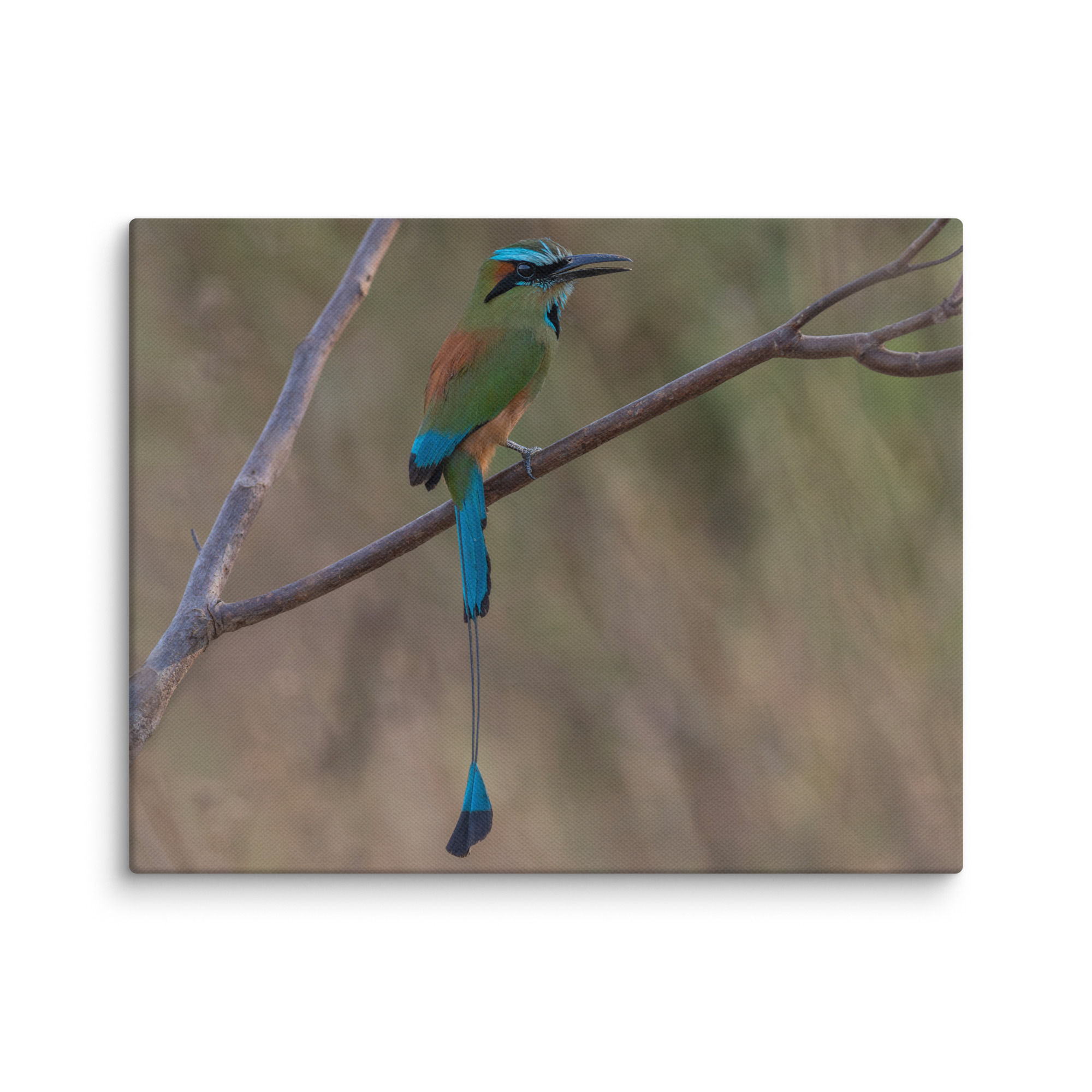 Turquoise browed motmot perches gracefully on a slender branch! Canvas - Image 3