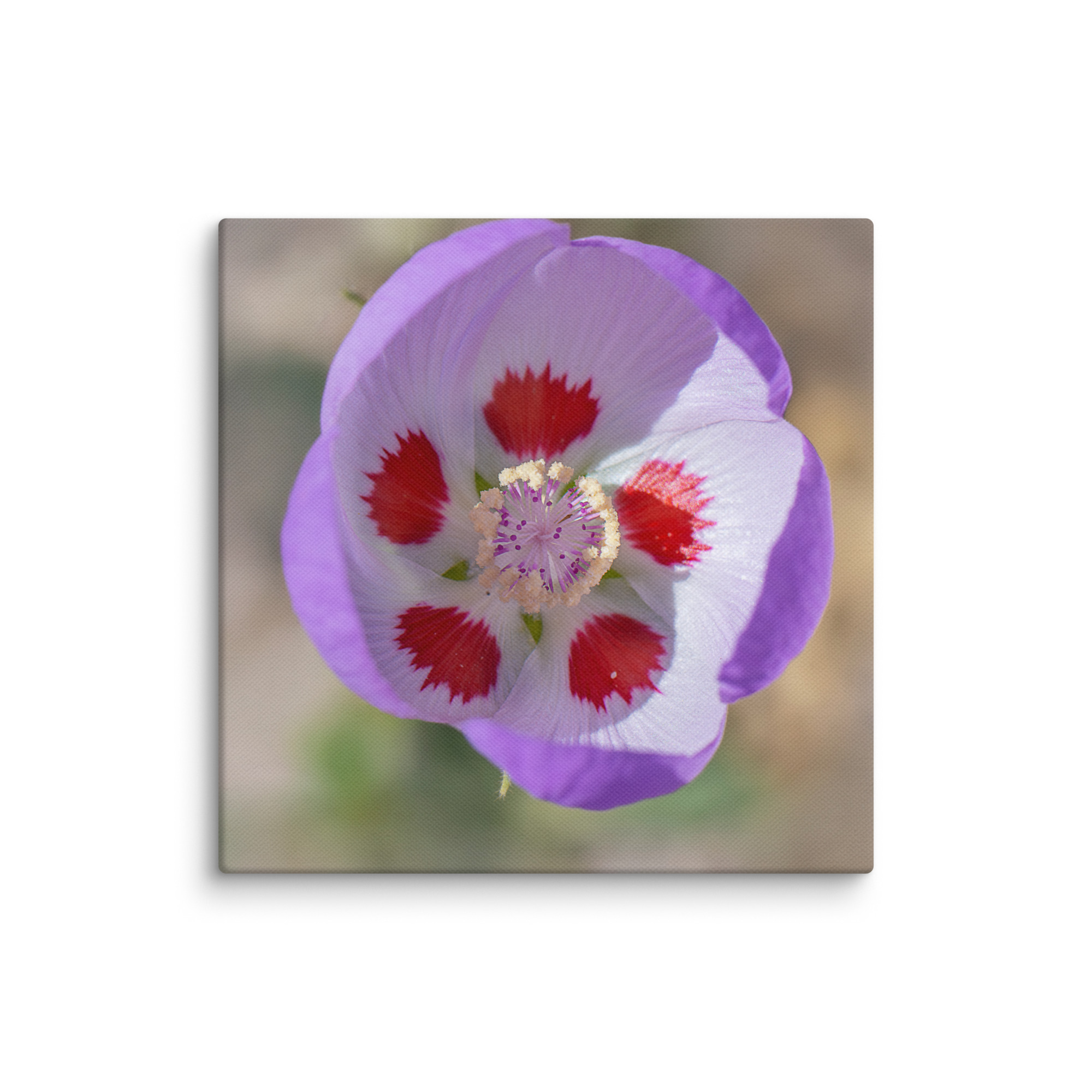 Desert five-spot in bloom! Canvas - Image 15
