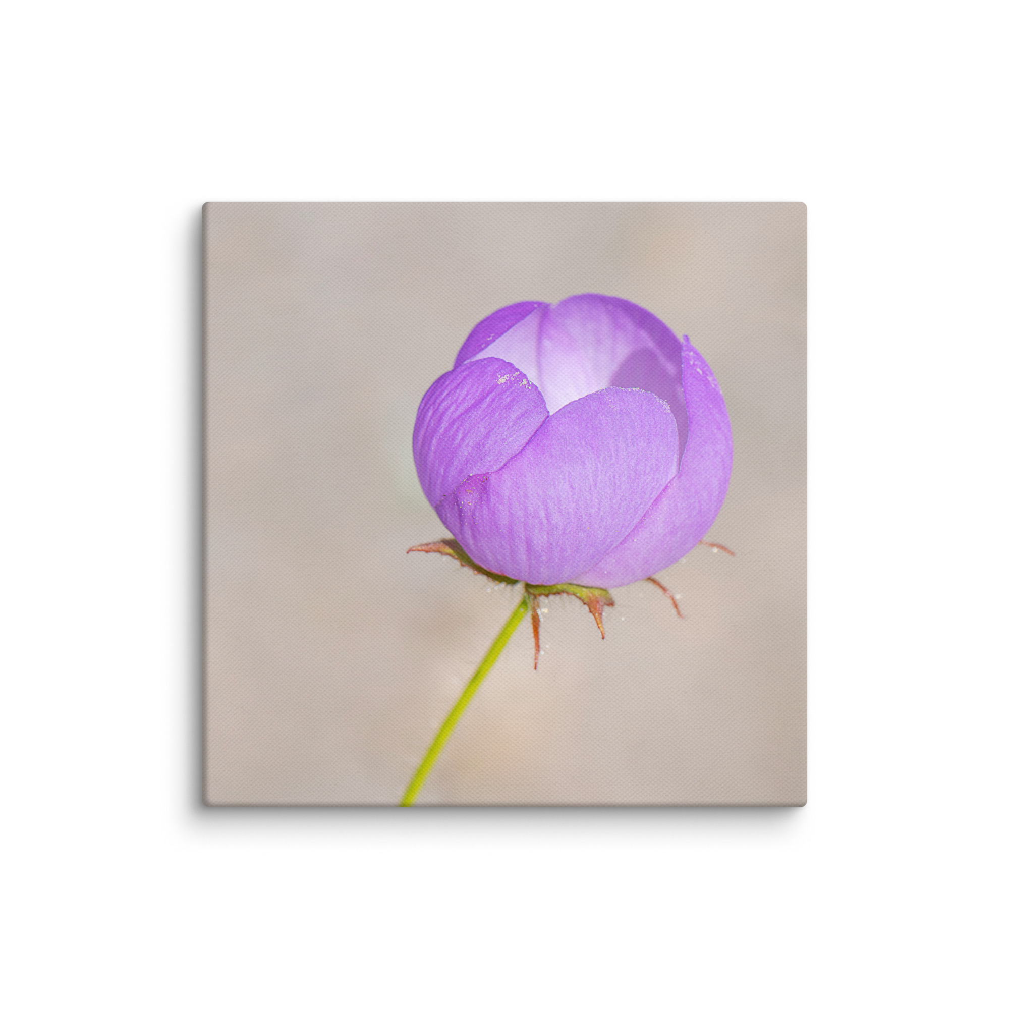 Desert five-spot! Canvas - Image 21