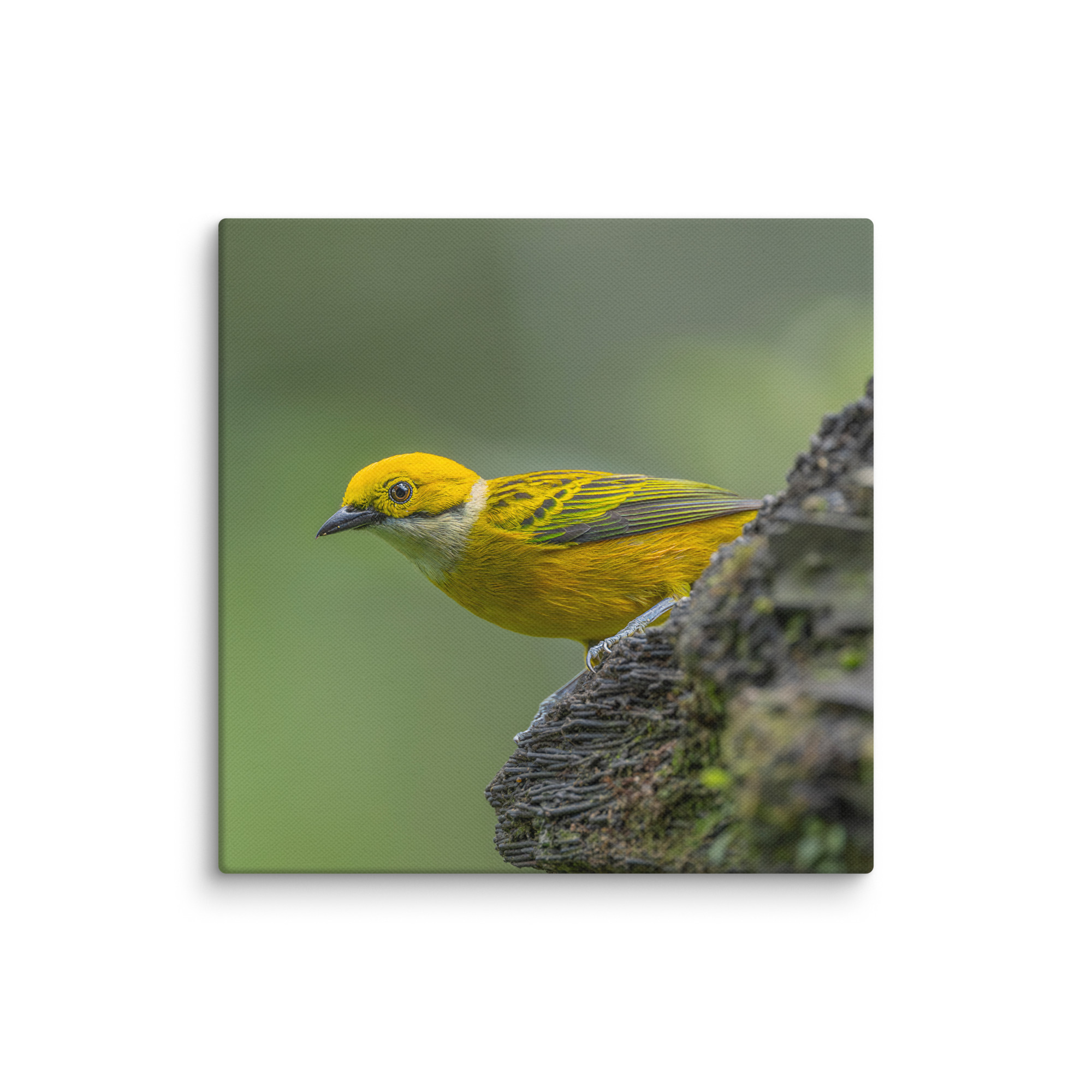 Silver-throated tanager! Canvas - Image 21