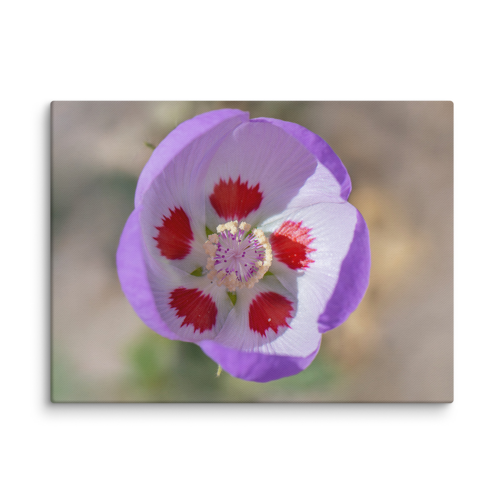 Desert five-spot in bloom! Canvas - Image 16