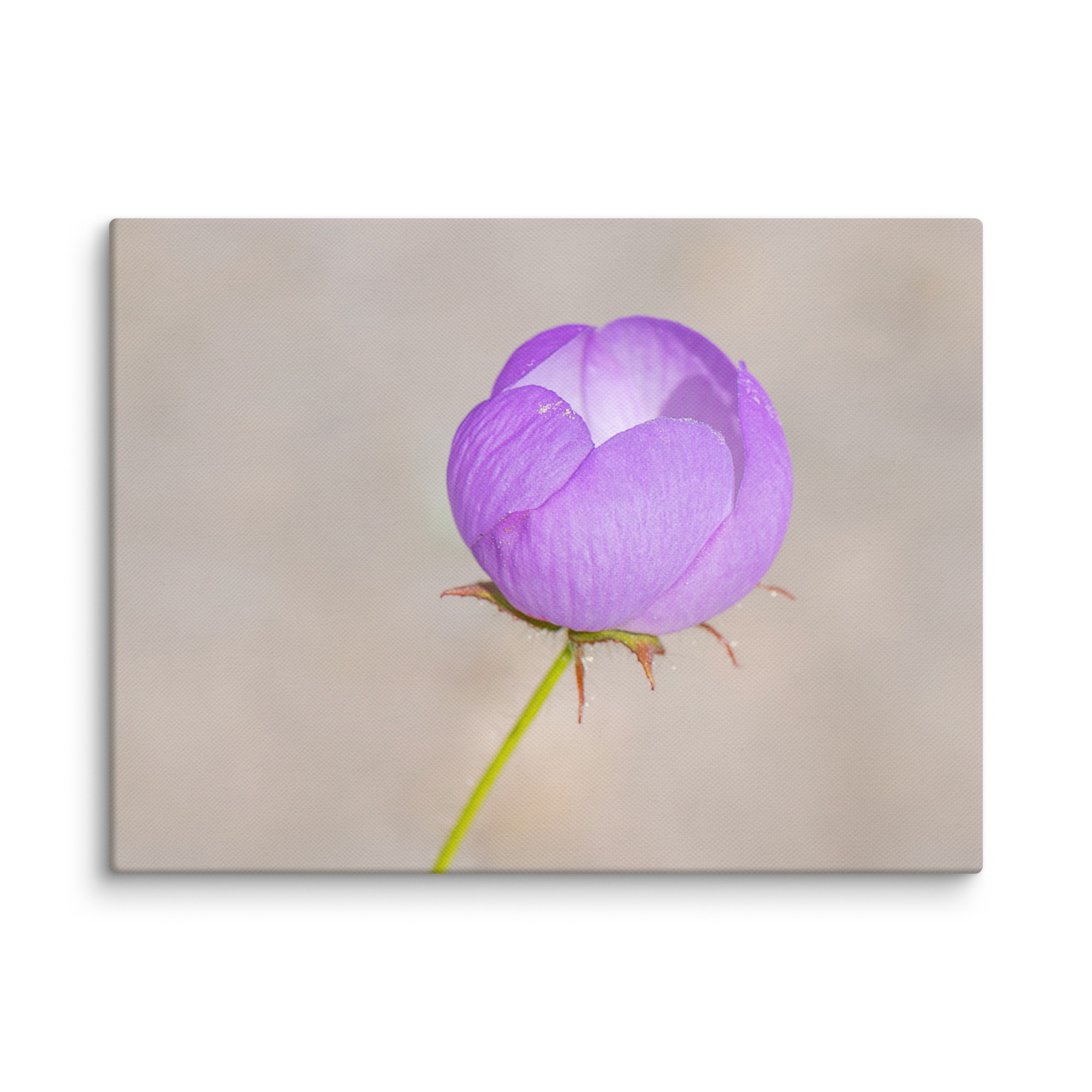 Desert five-spot! Canvas