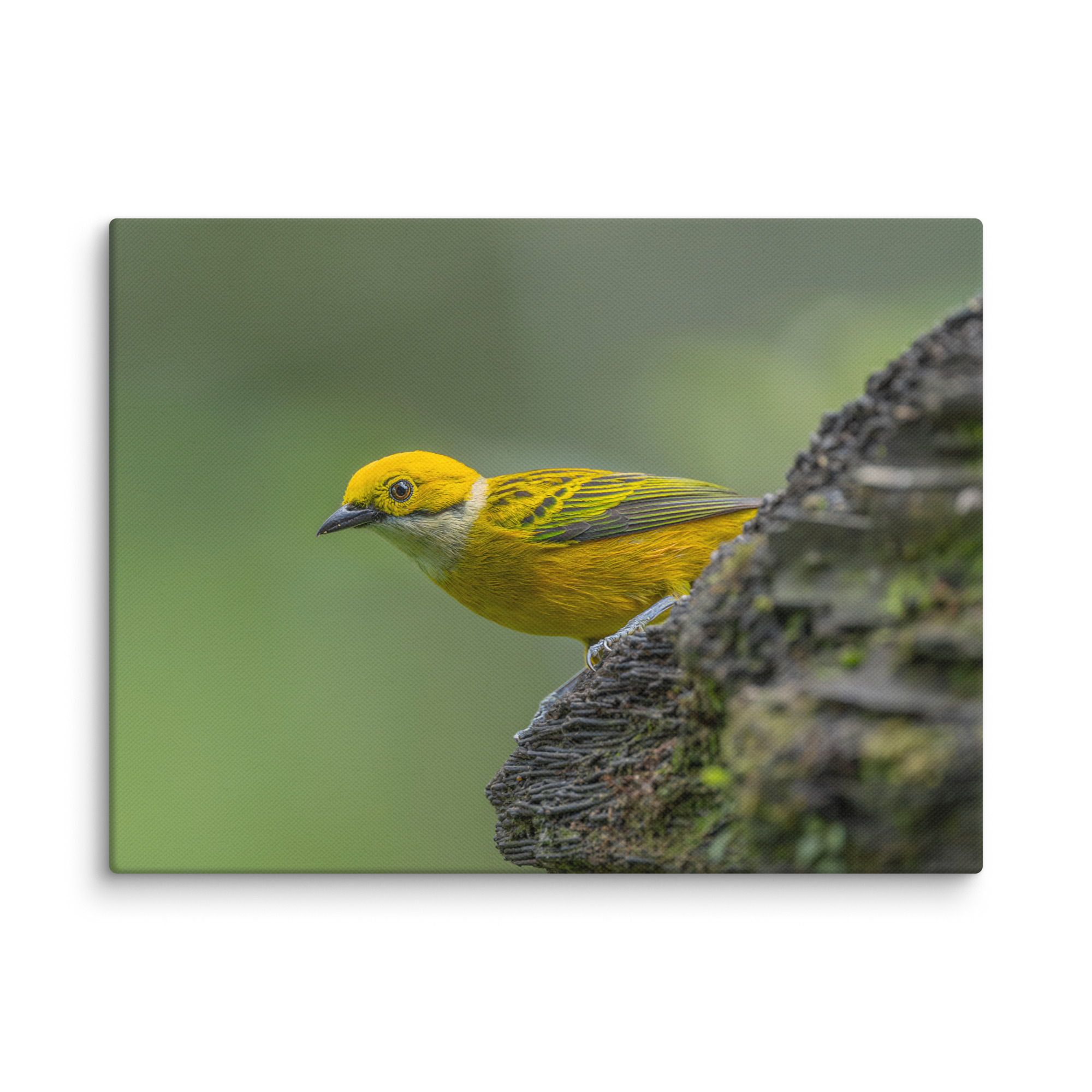 Silver-throated tanager! Canvas