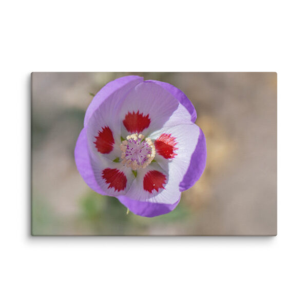 Desert five-spot in bloom! Canvas