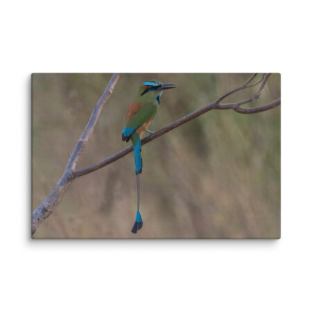 Turquoise-browed motmot! Canvas