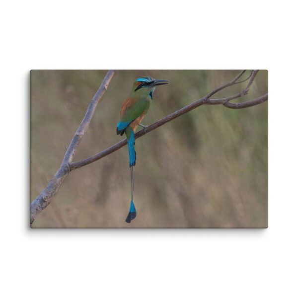 Turquoise browed motmot perches gracefully on a slender branch! Canvas