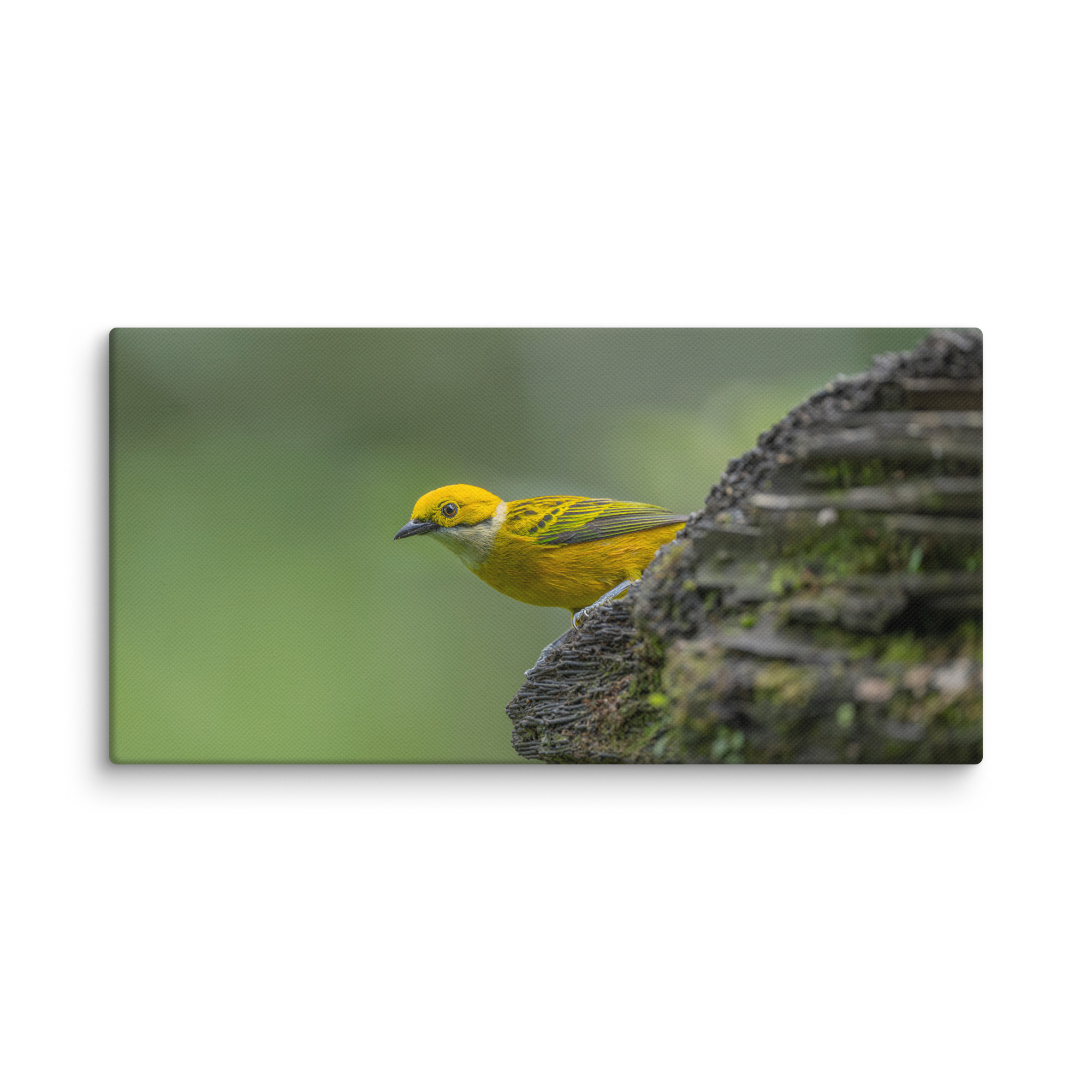 Silver-throated tanager! Canvas - Image 6