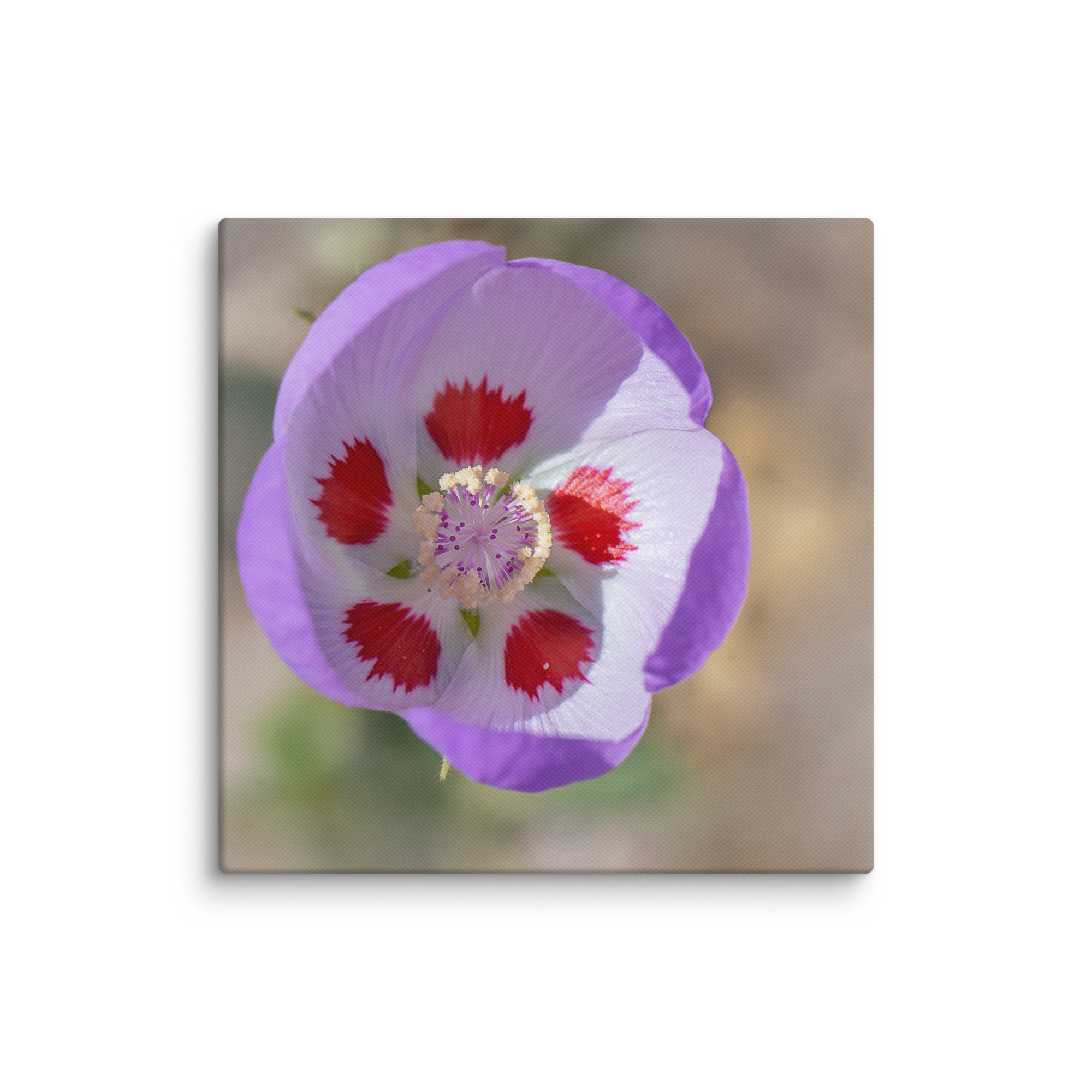 Desert five-spot in bloom! Canvas - Image 3