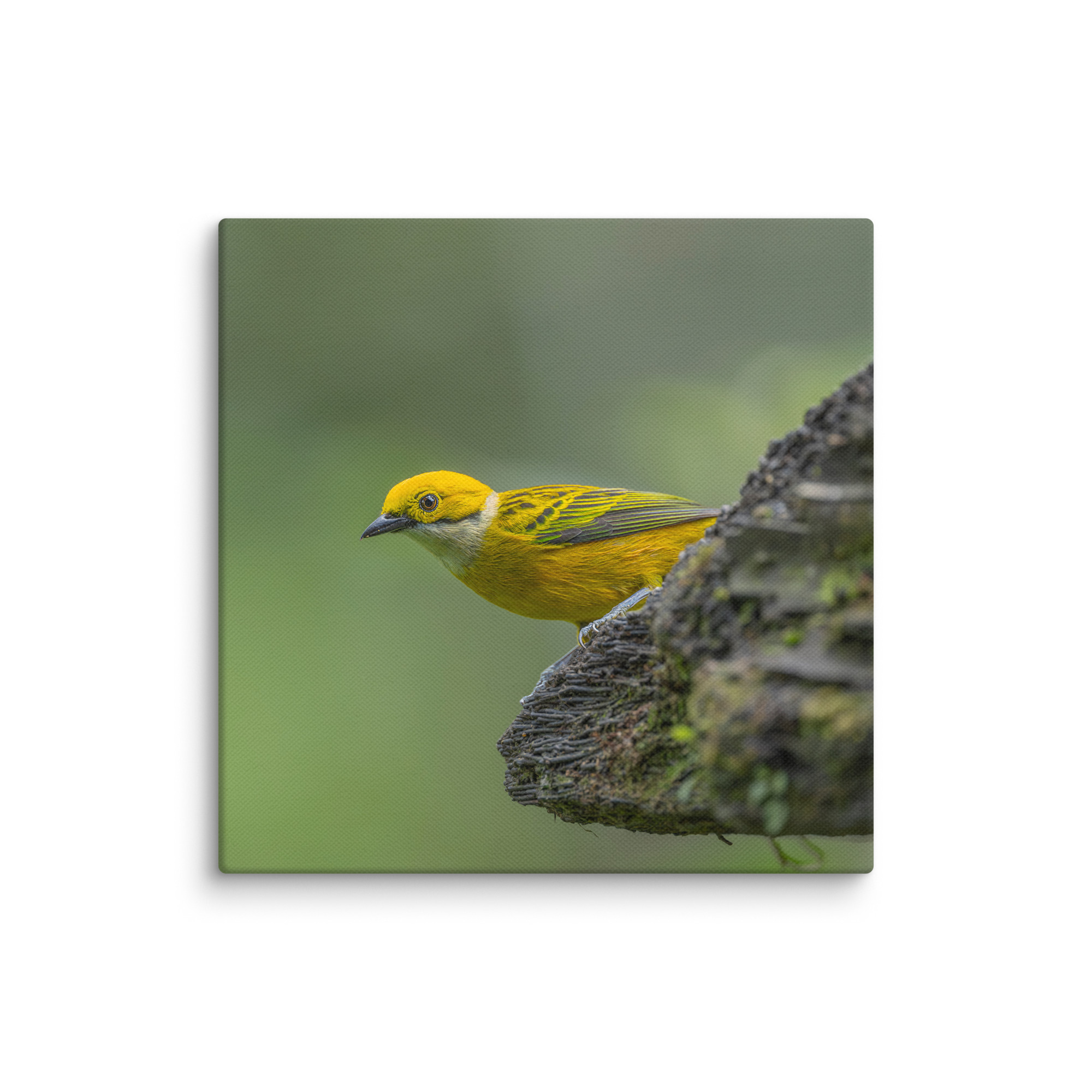 Silver-throated tanager! Canvas - Image 7