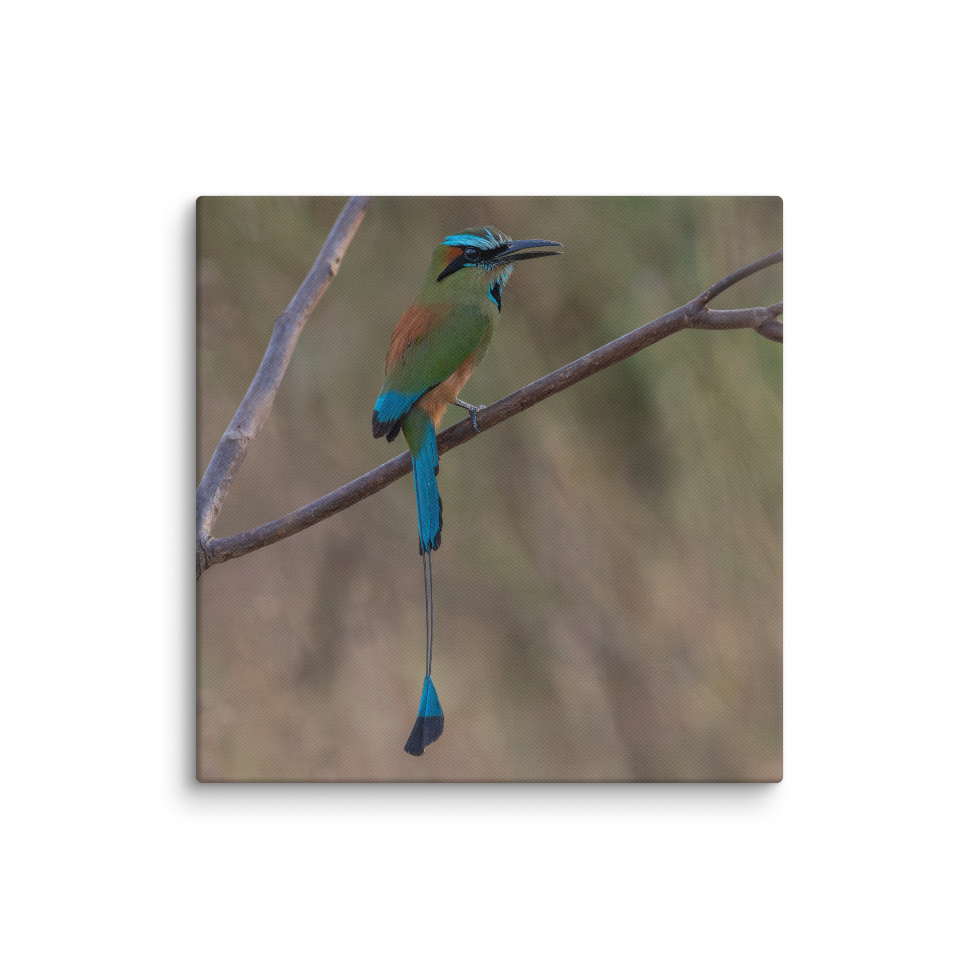 Turquoise browed motmot perches gracefully on a slender branch! Canvas - Image 4