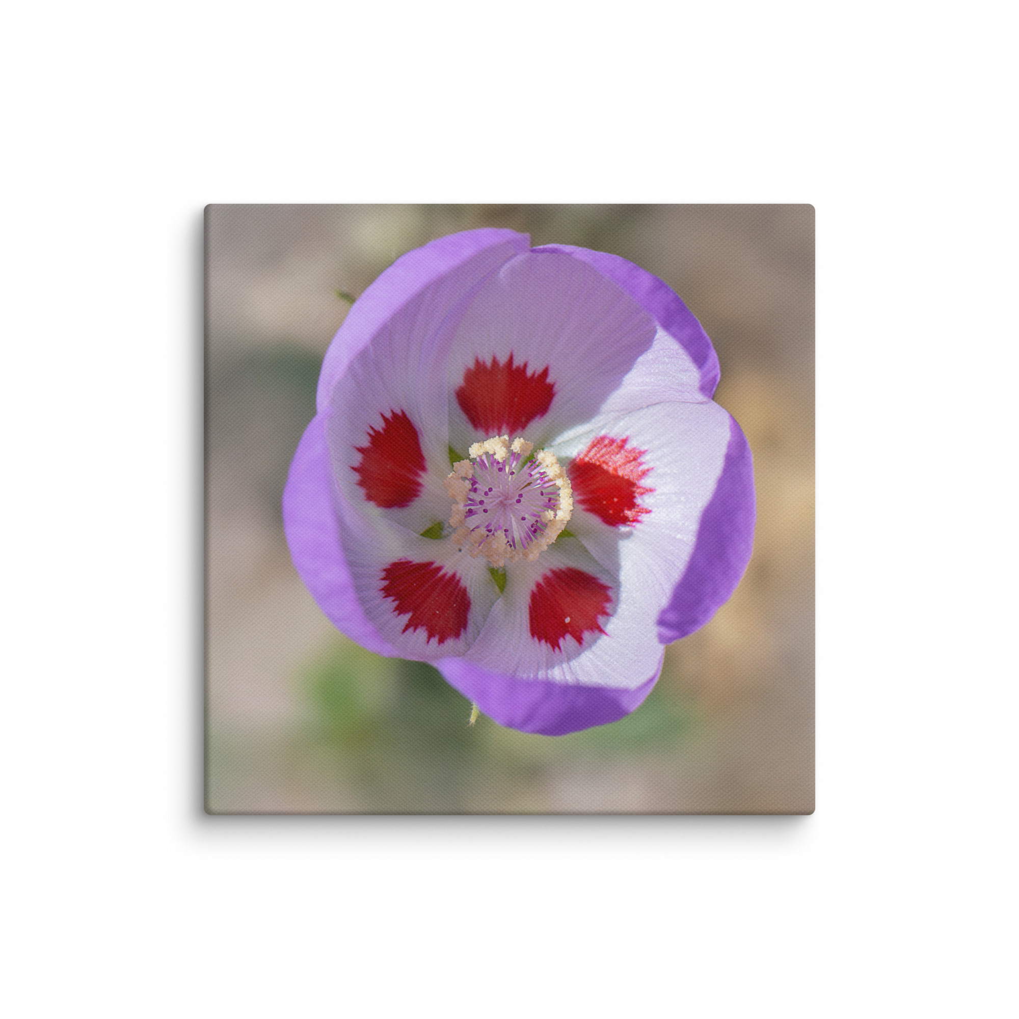 Desert five-spot in bloom! Canvas - Image 17