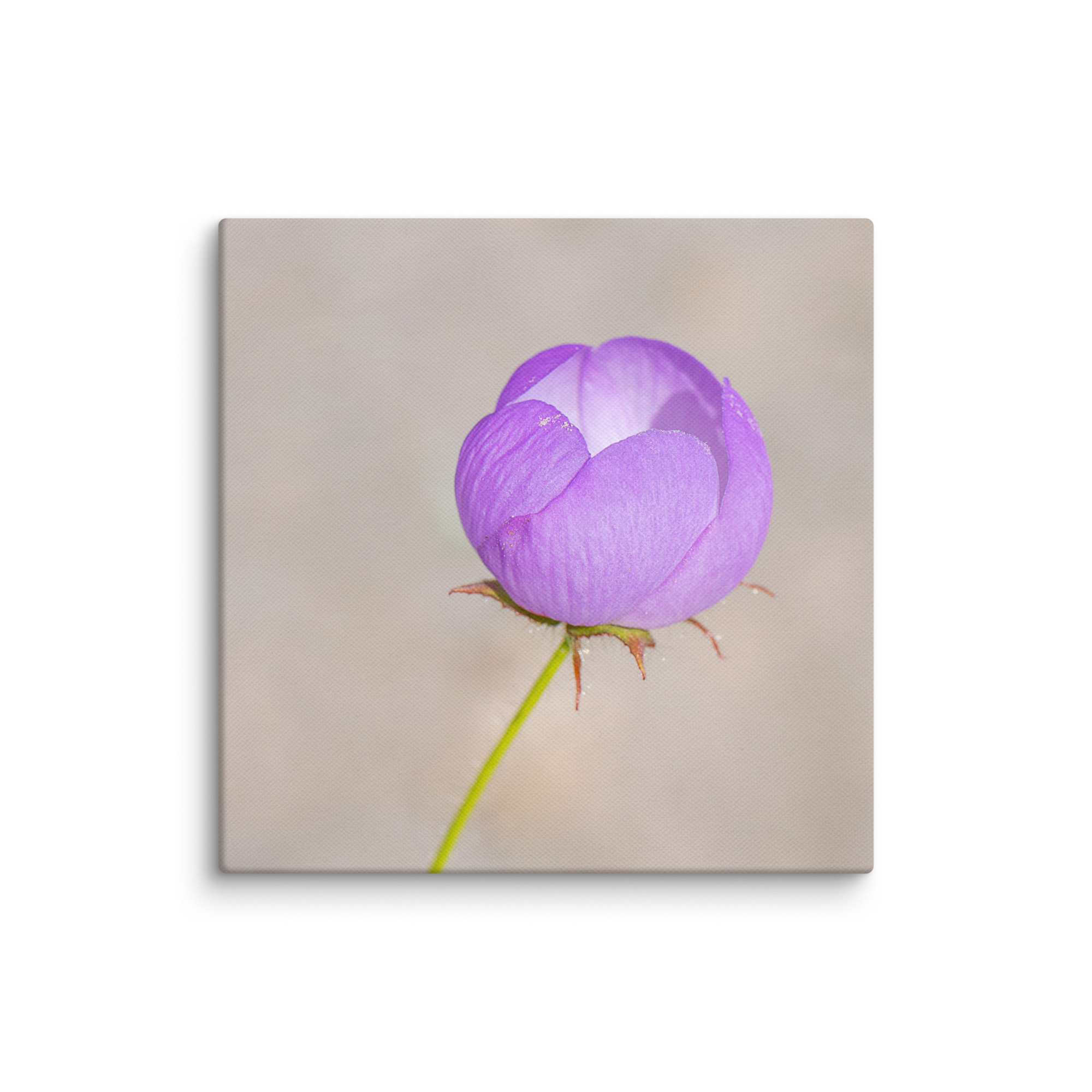 Desert five-spot! Canvas - Image 22