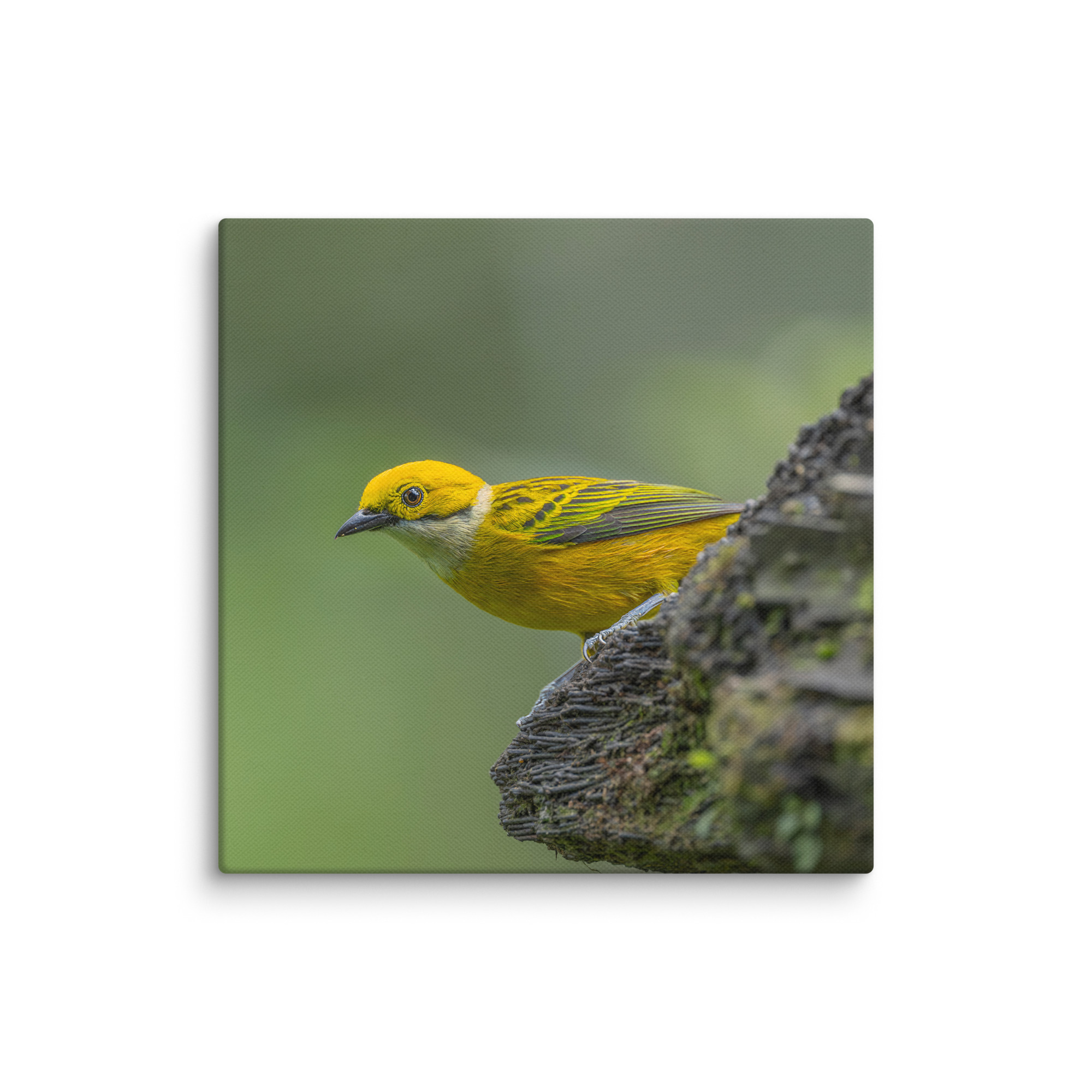 Silver-throated tanager! Canvas - Image 22