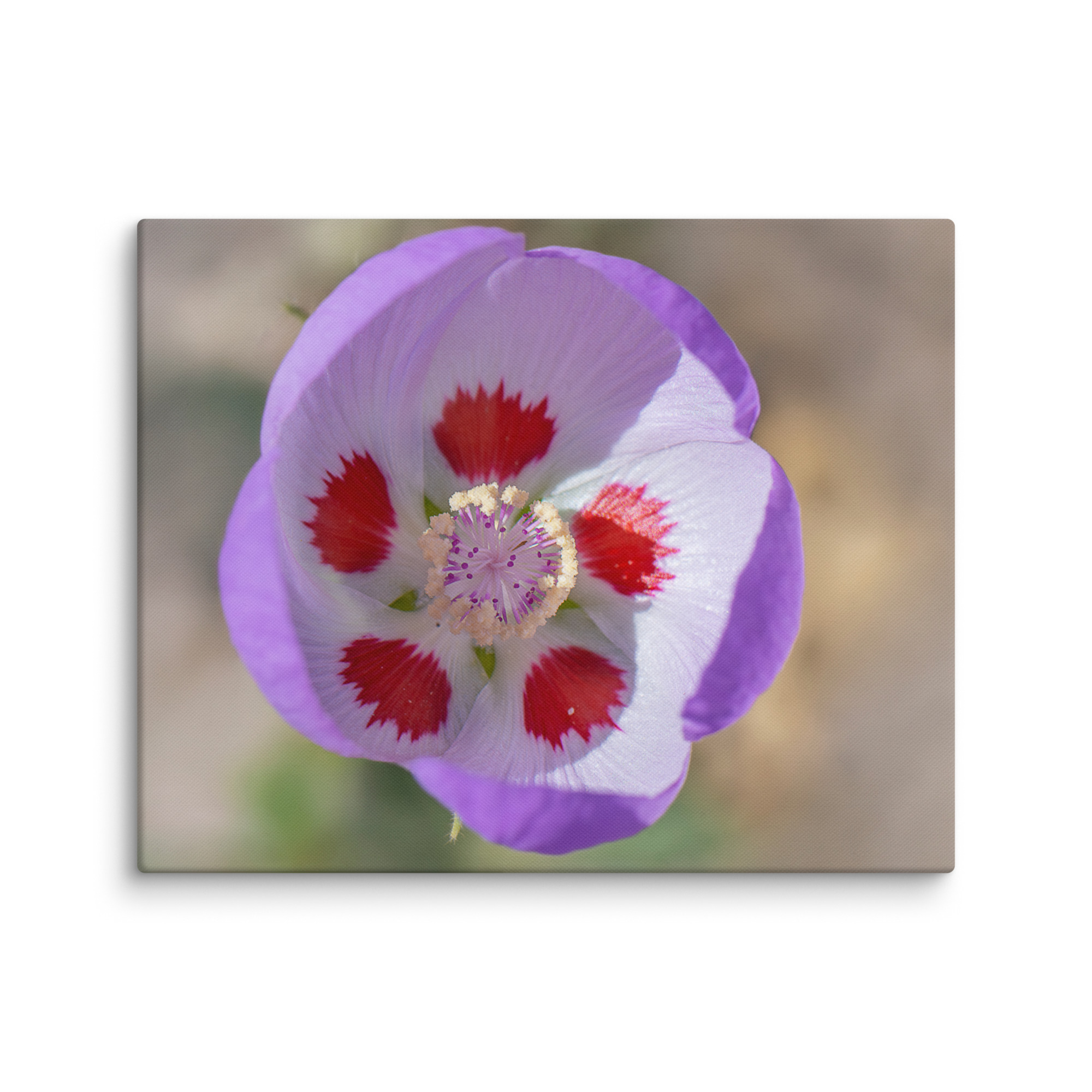Desert five-spot in bloom! Canvas - Image 18
