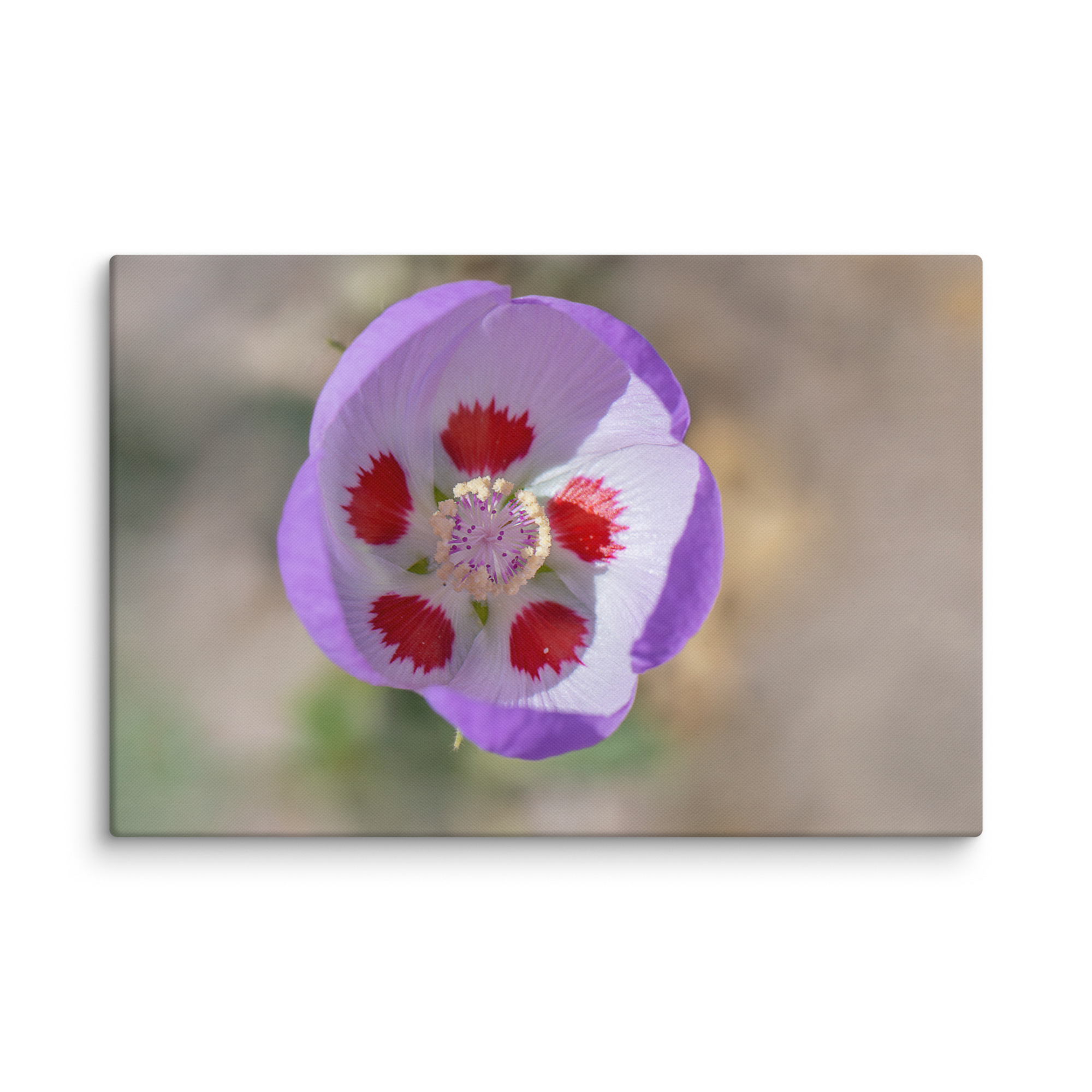 Desert five-spot in bloom! Canvas - Image 4