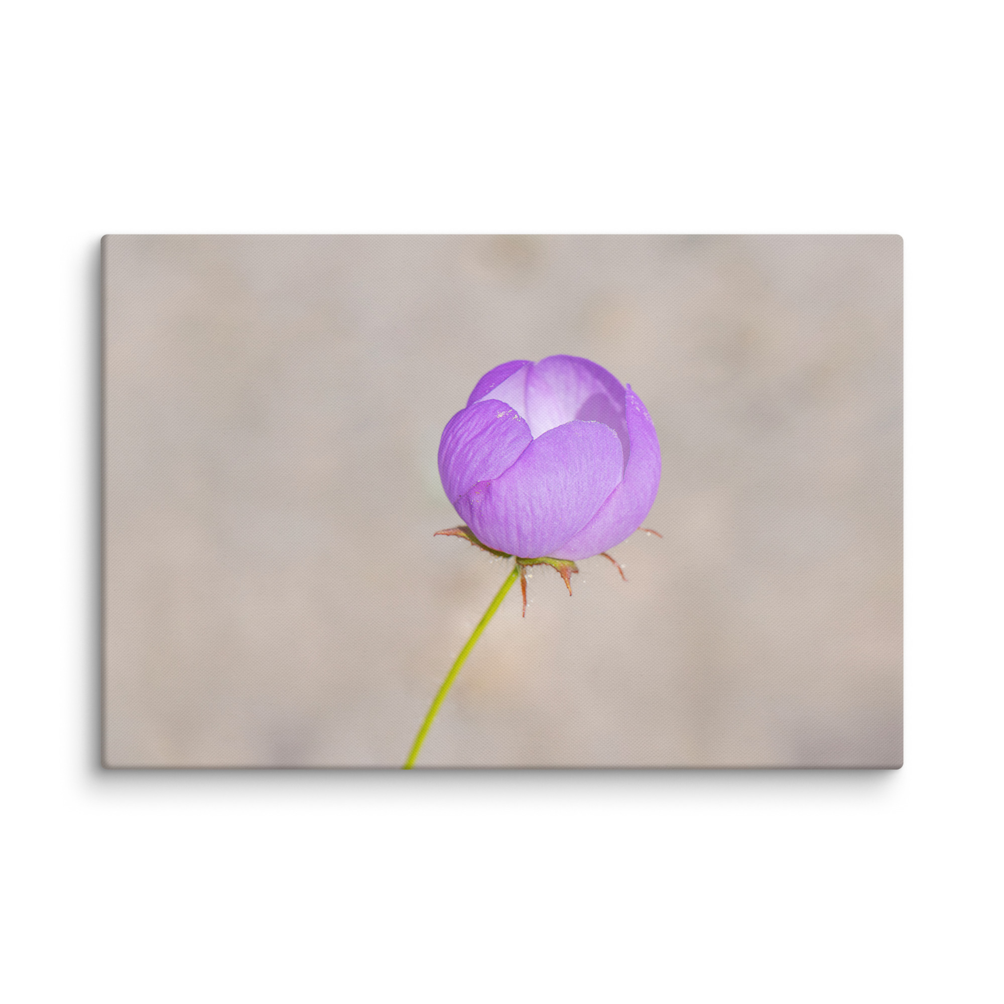 Desert five-spot! Canvas - Image 8