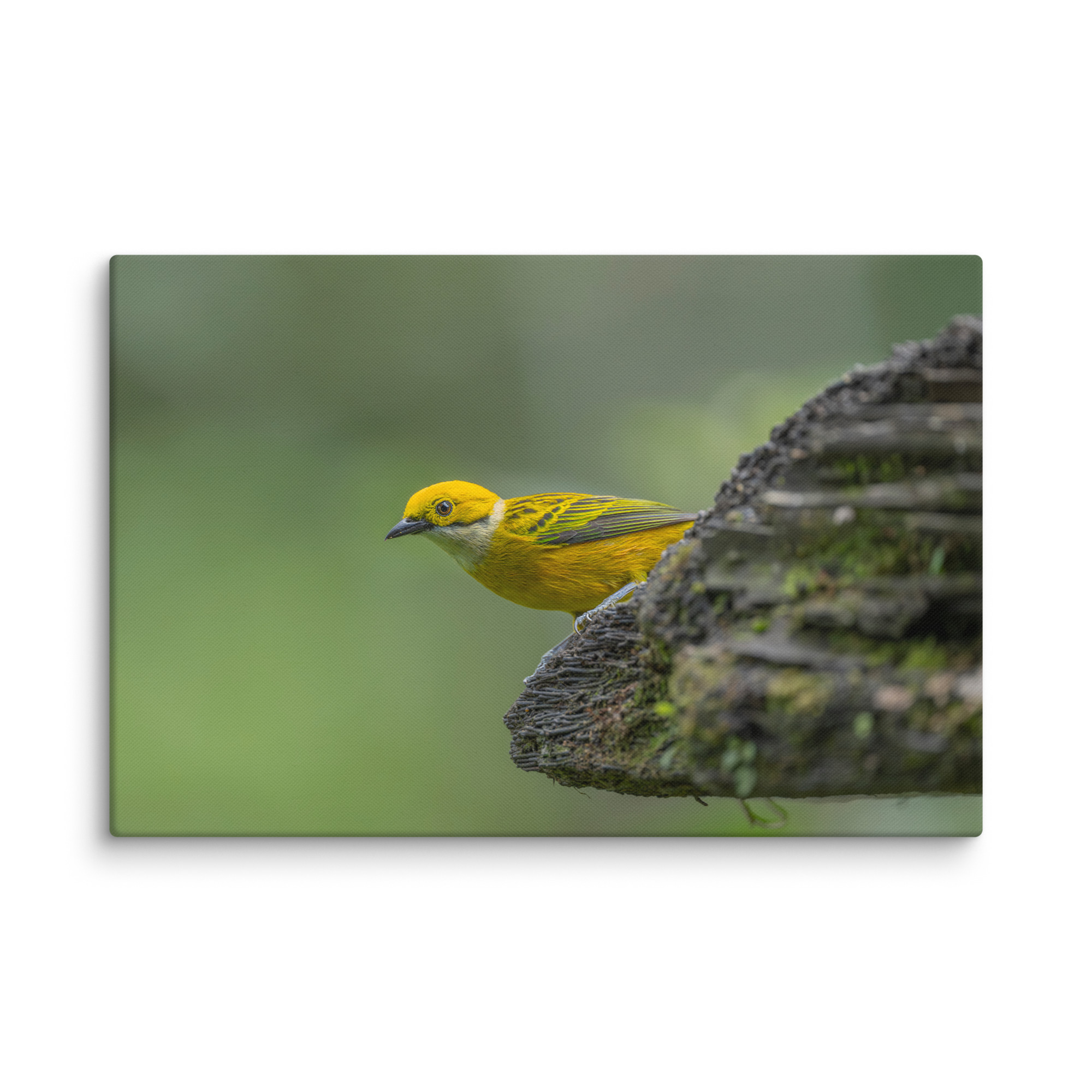 Silver-throated tanager! Canvas - Image 8