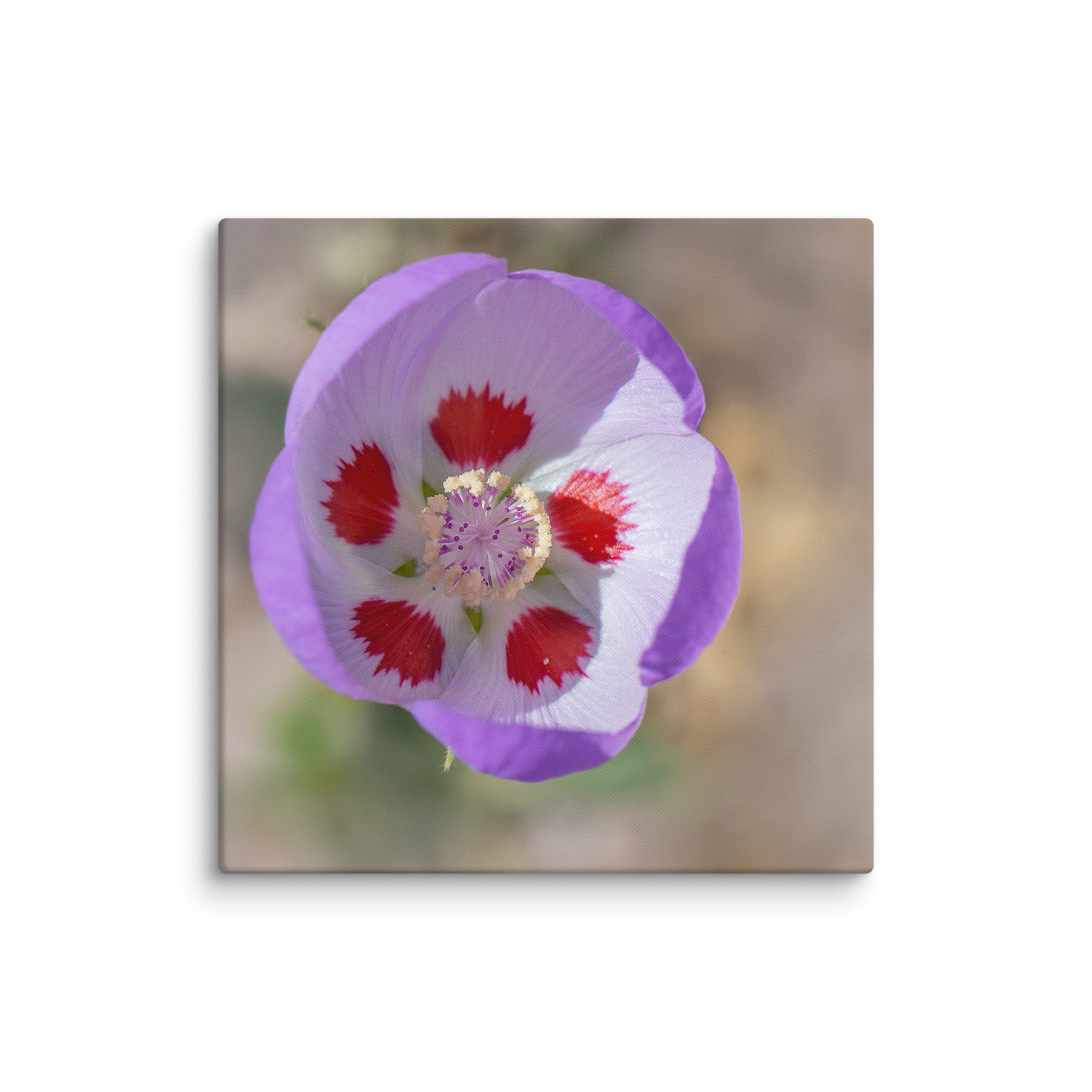 Desert five-spot in bloom! Canvas - Image 5