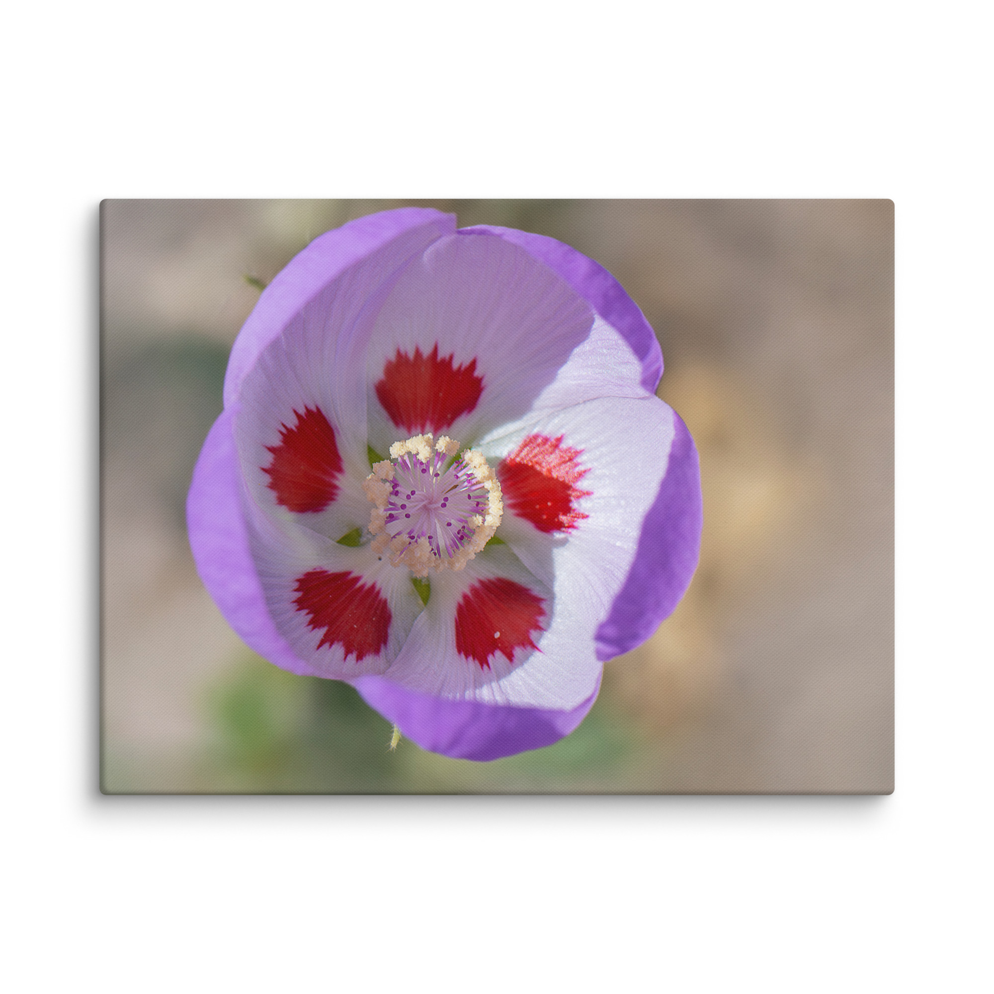 Desert five-spot in bloom! Canvas - Image 19