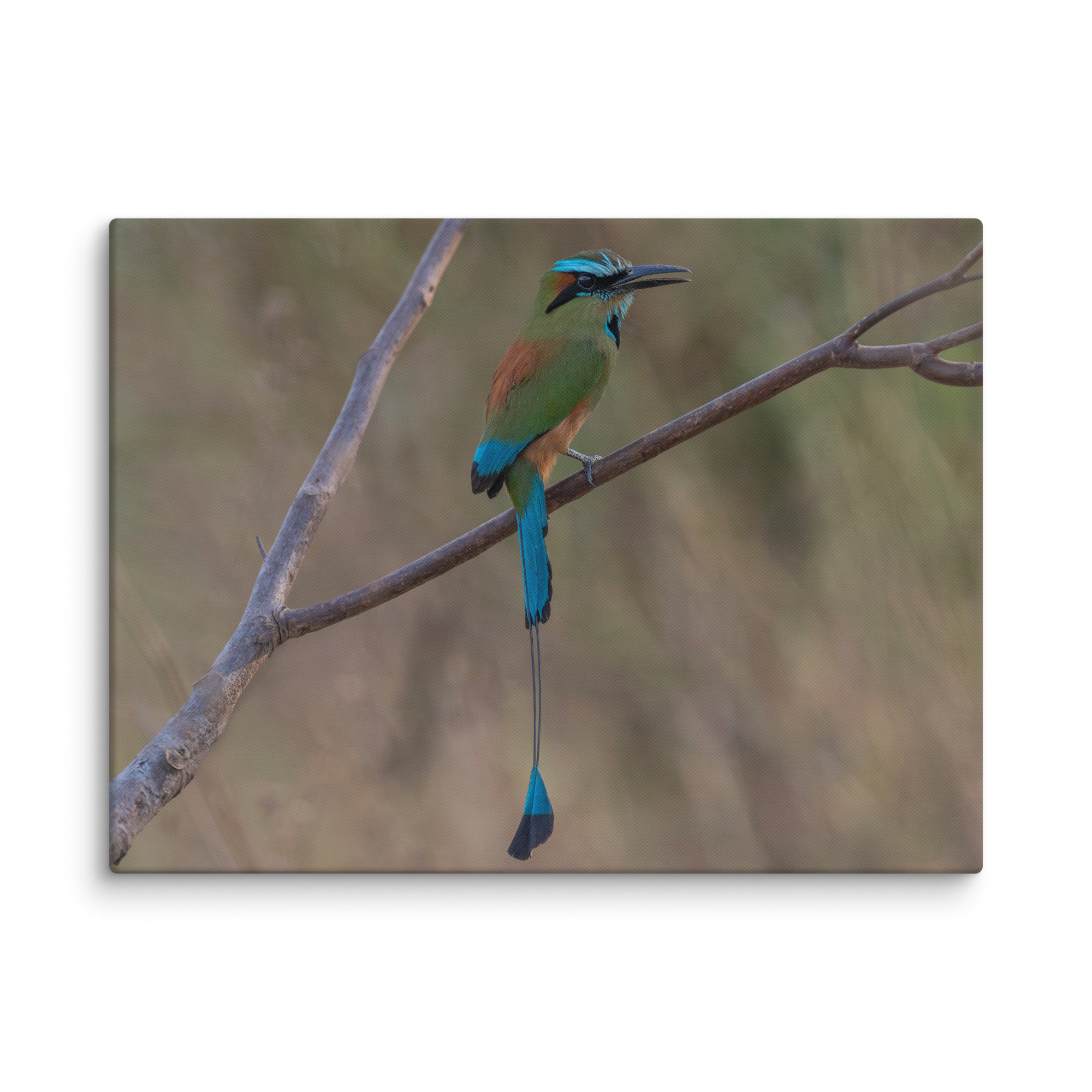 Turquoise browed motmot perches gracefully on a slender branch! Canvas - Image 18
