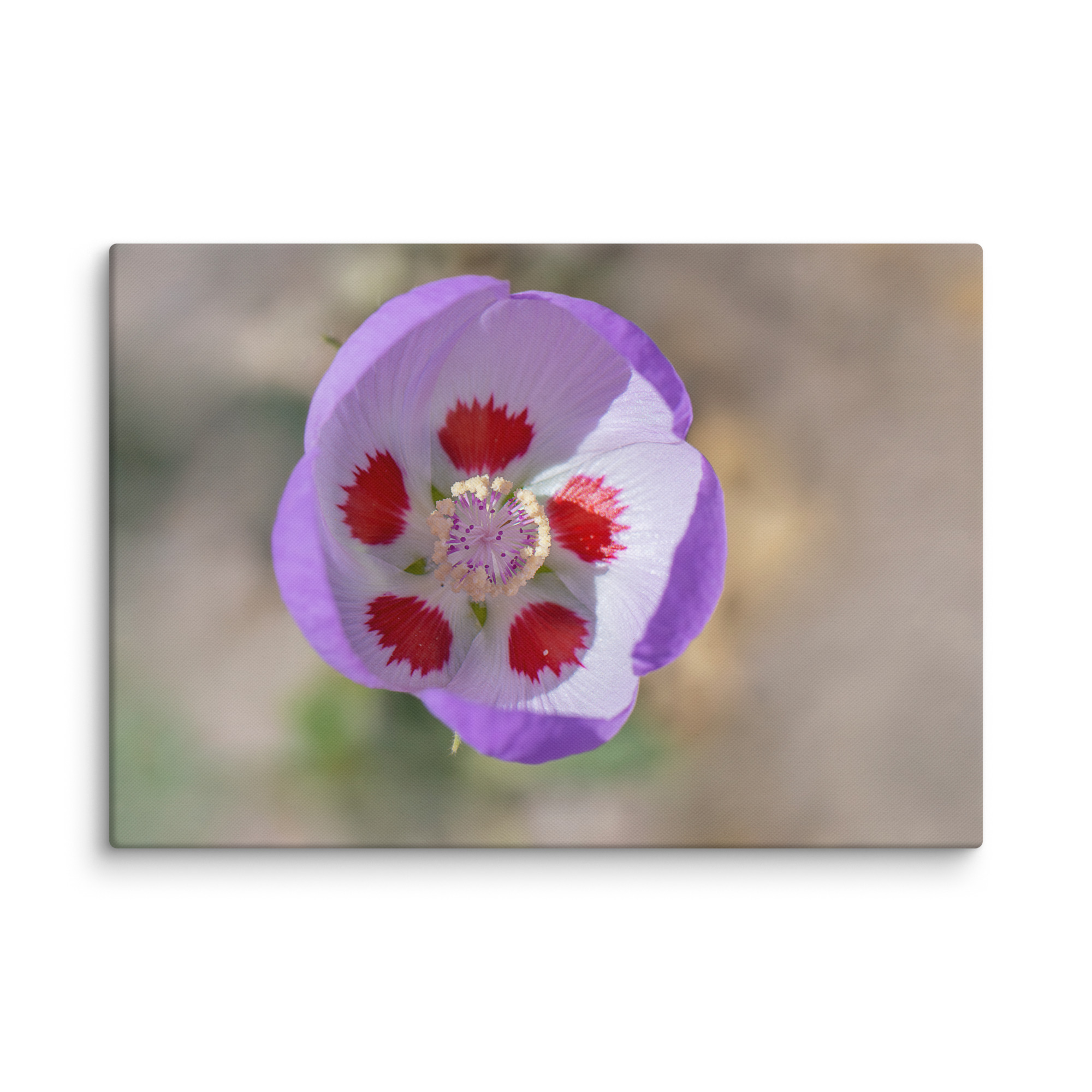 Desert five-spot in bloom! Canvas - Image 6