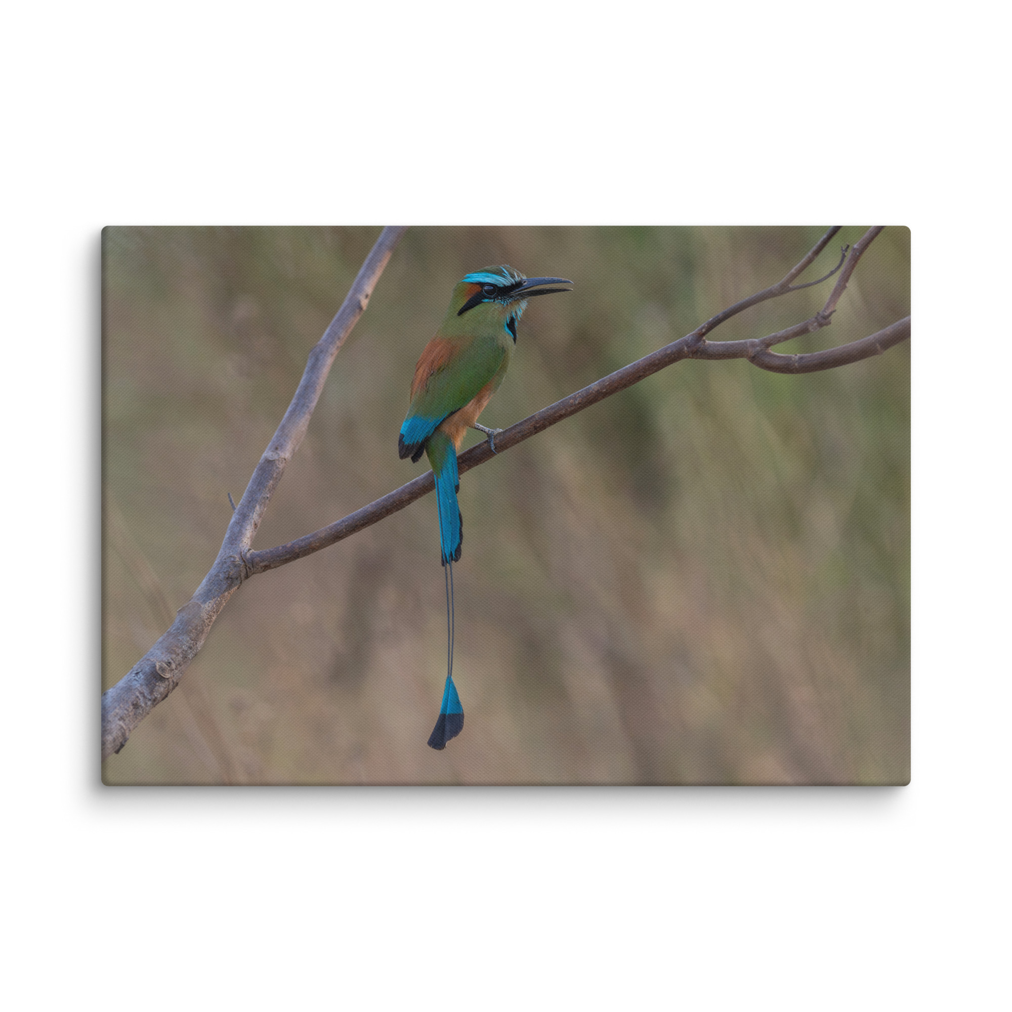 Turquoise browed motmot perches gracefully on a slender branch! Canvas - Image 6
