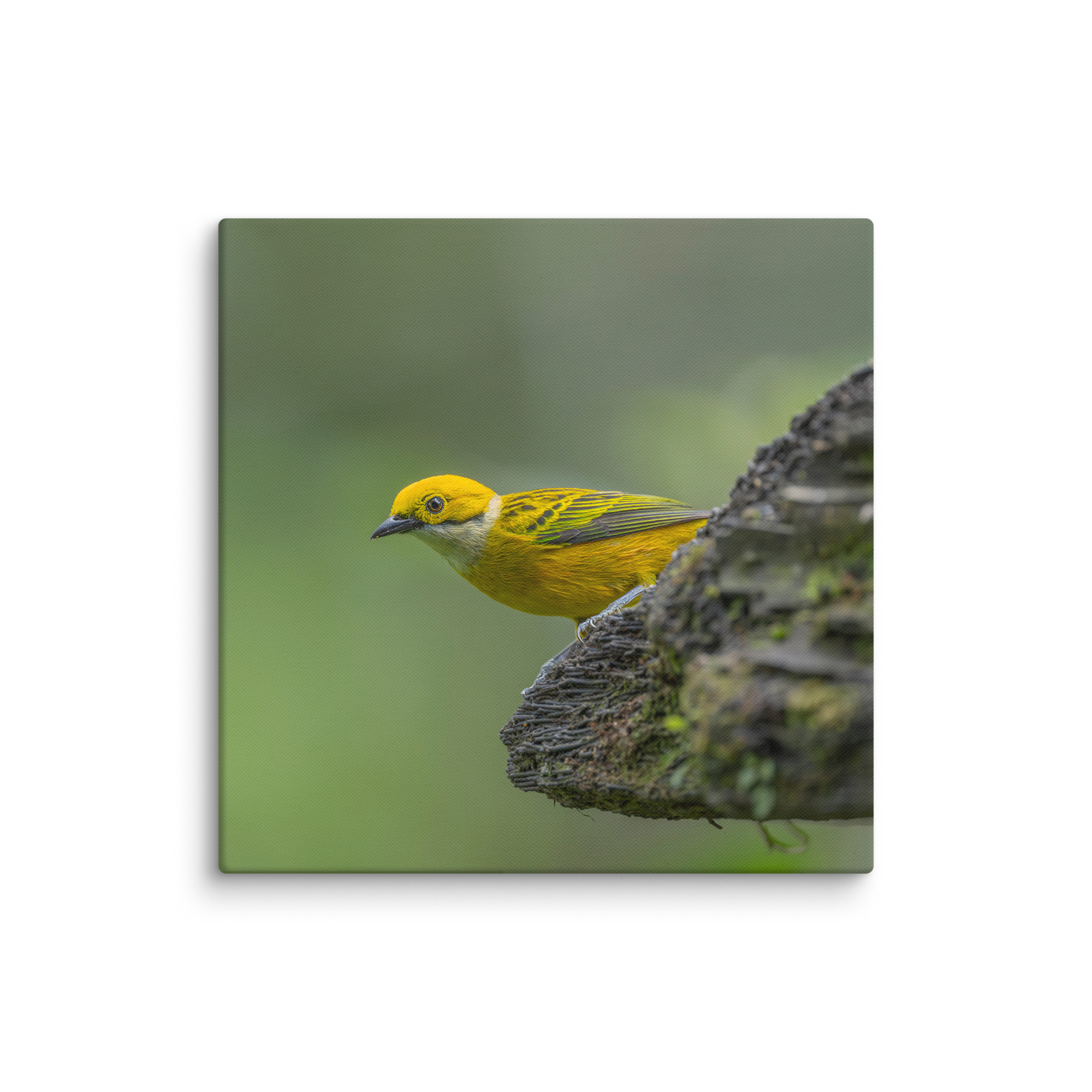 Silver-throated tanager! Canvas - Image 11