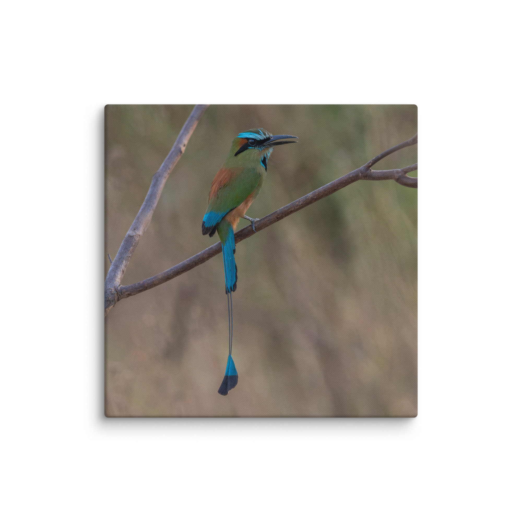 Turquoise browed motmot perches gracefully on a slender branch! Canvas - Image 7