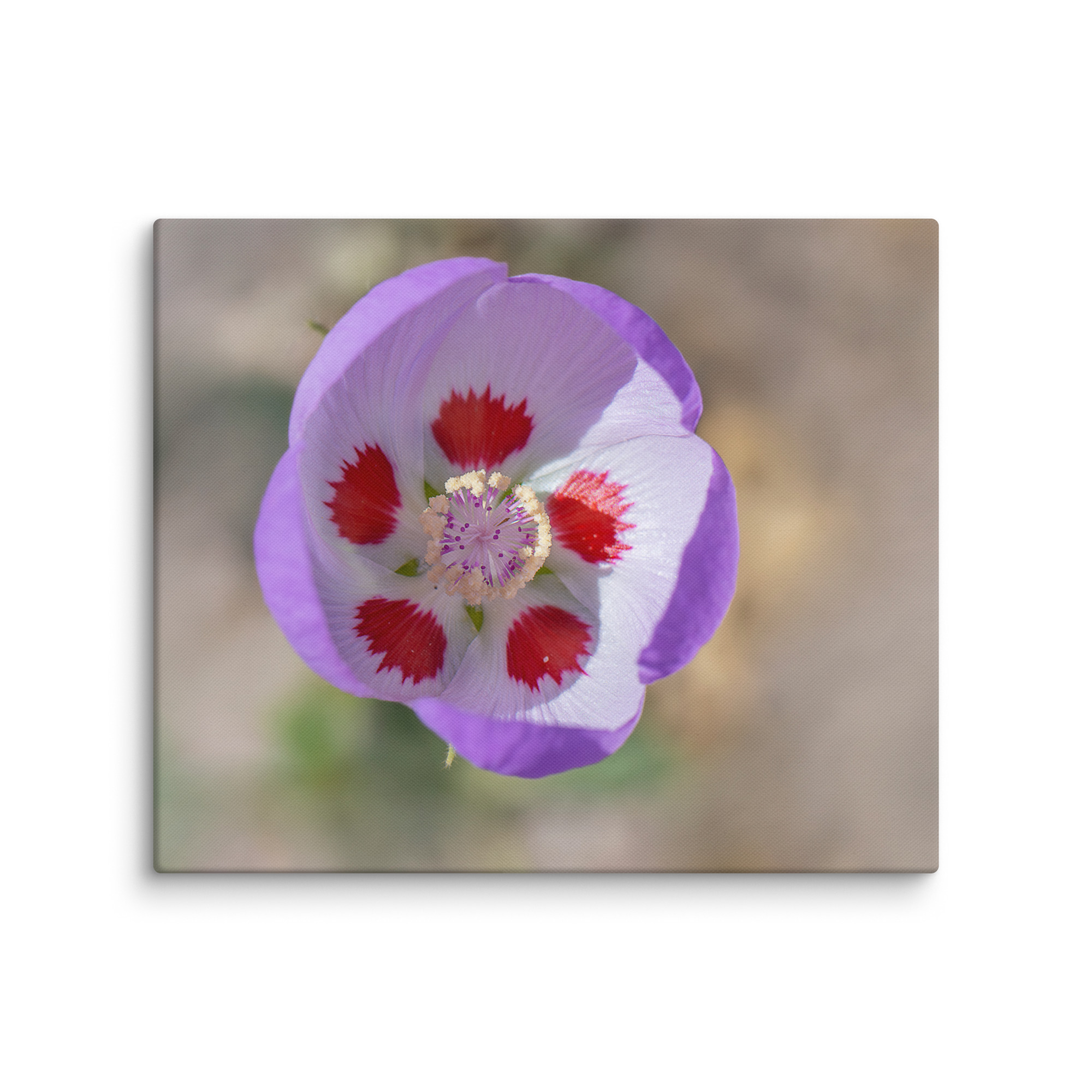 Desert five-spot in bloom! Canvas - Image 8