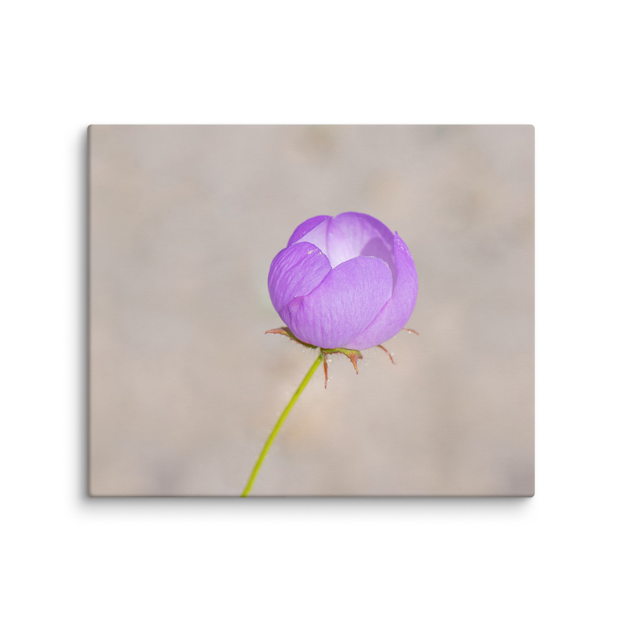 Desert five-spot! Canvas - Image 12