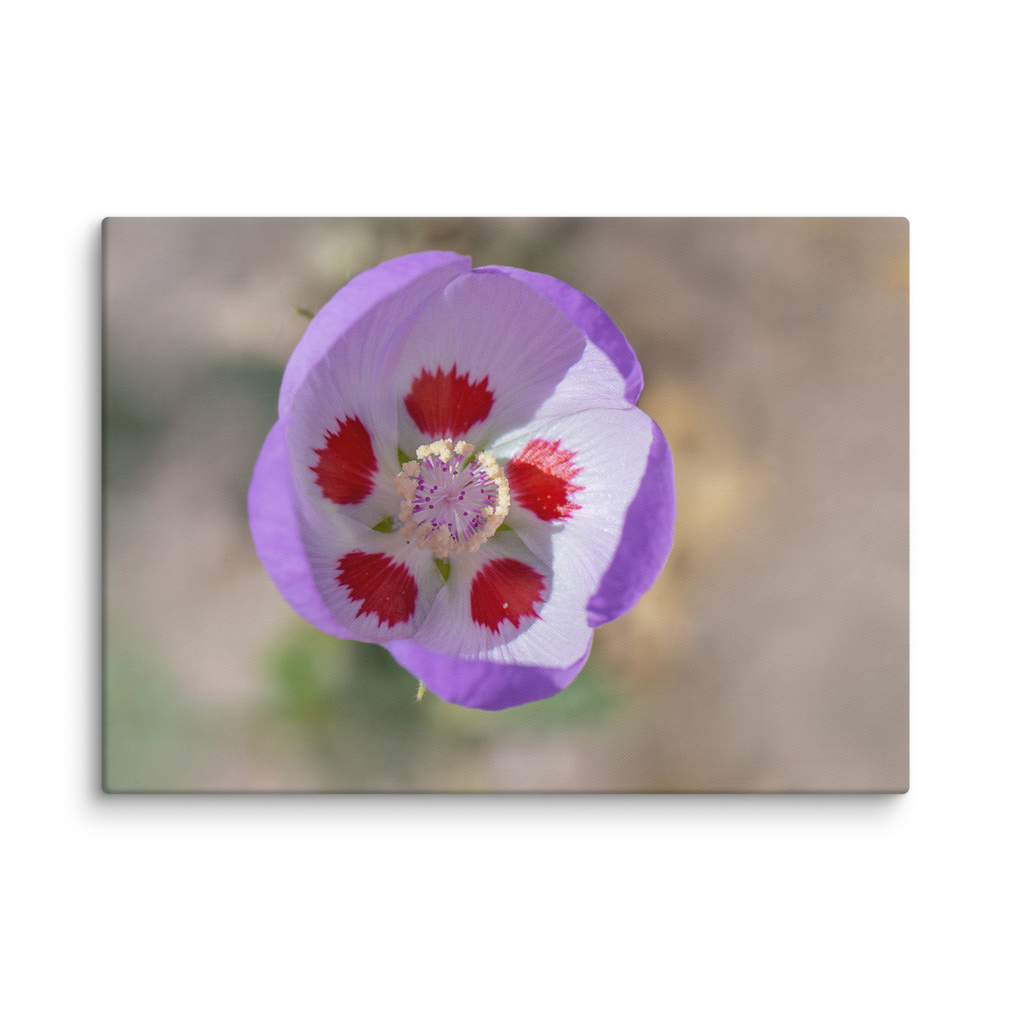 Desert five-spot in bloom! Canvas - Image 9