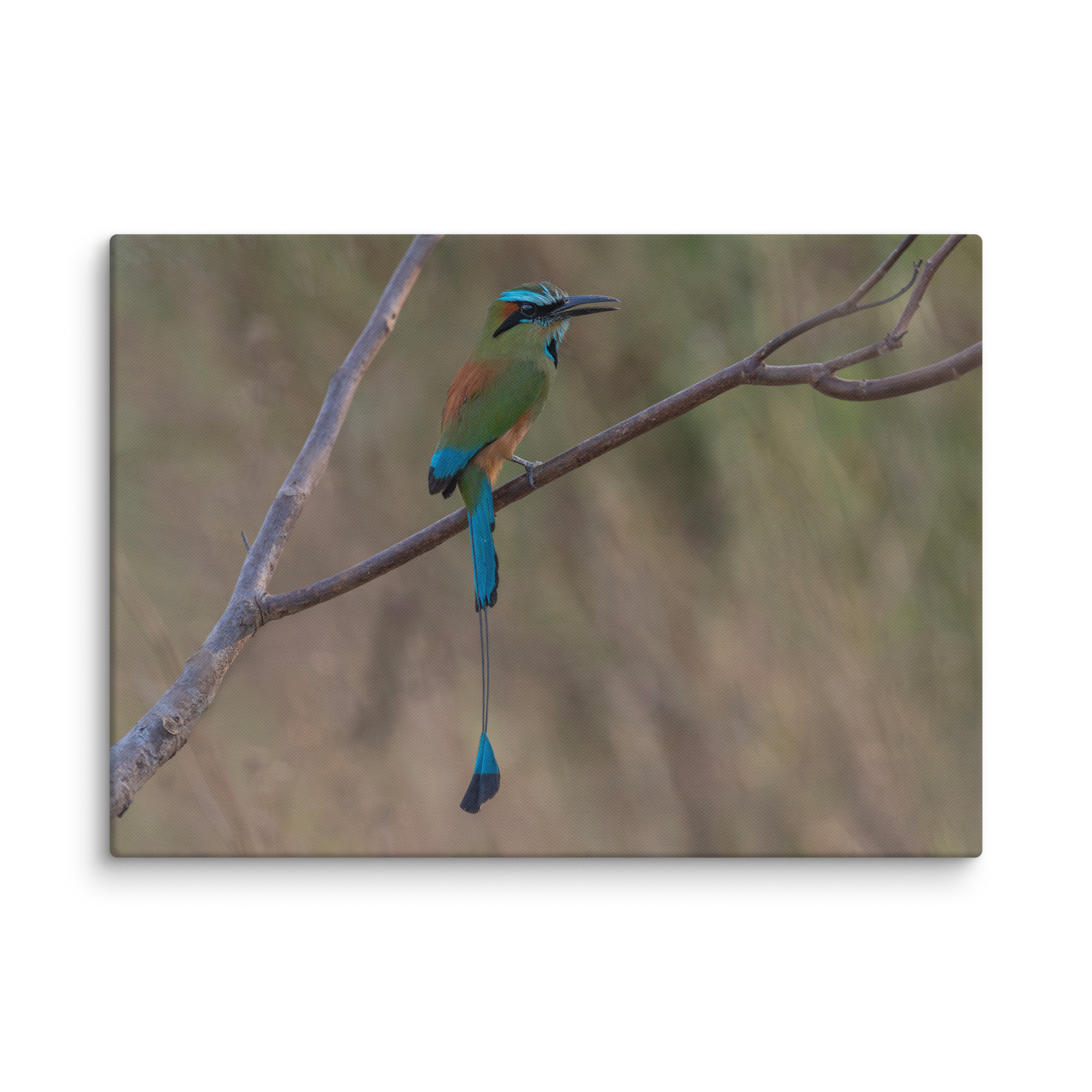 Turquoise browed motmot perches gracefully on a slender branch! Canvas - Image 9