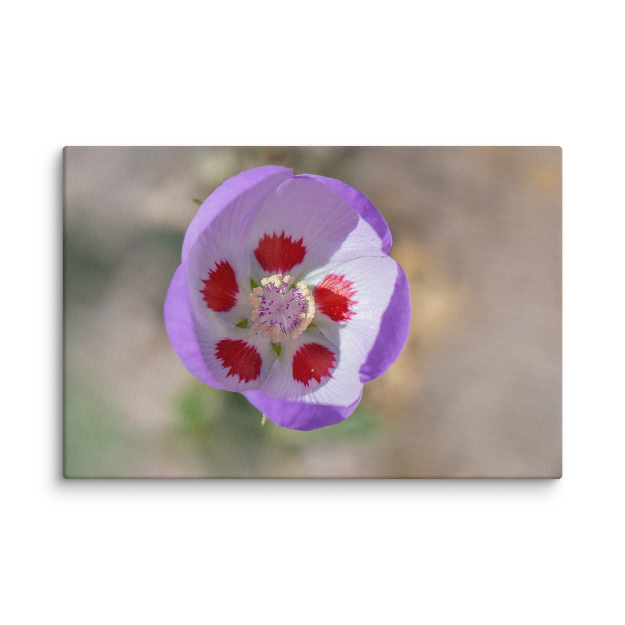 Desert five-spot in bloom! Canvas - Image 10