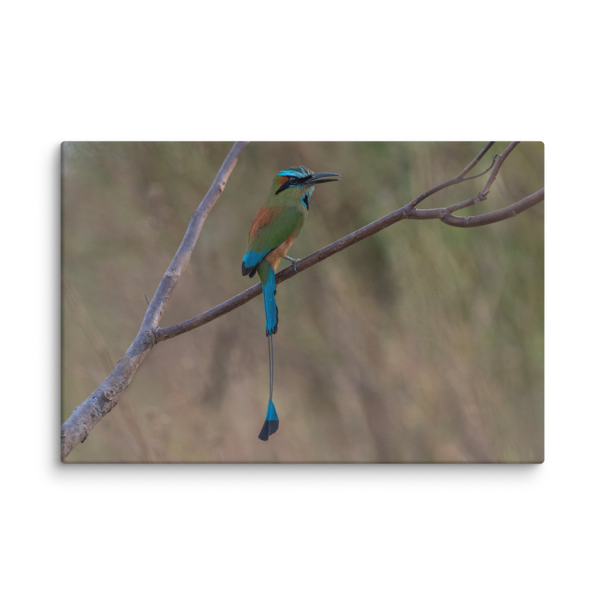 Turquoise browed motmot perches gracefully on a slender branch! Canvas - Image 10