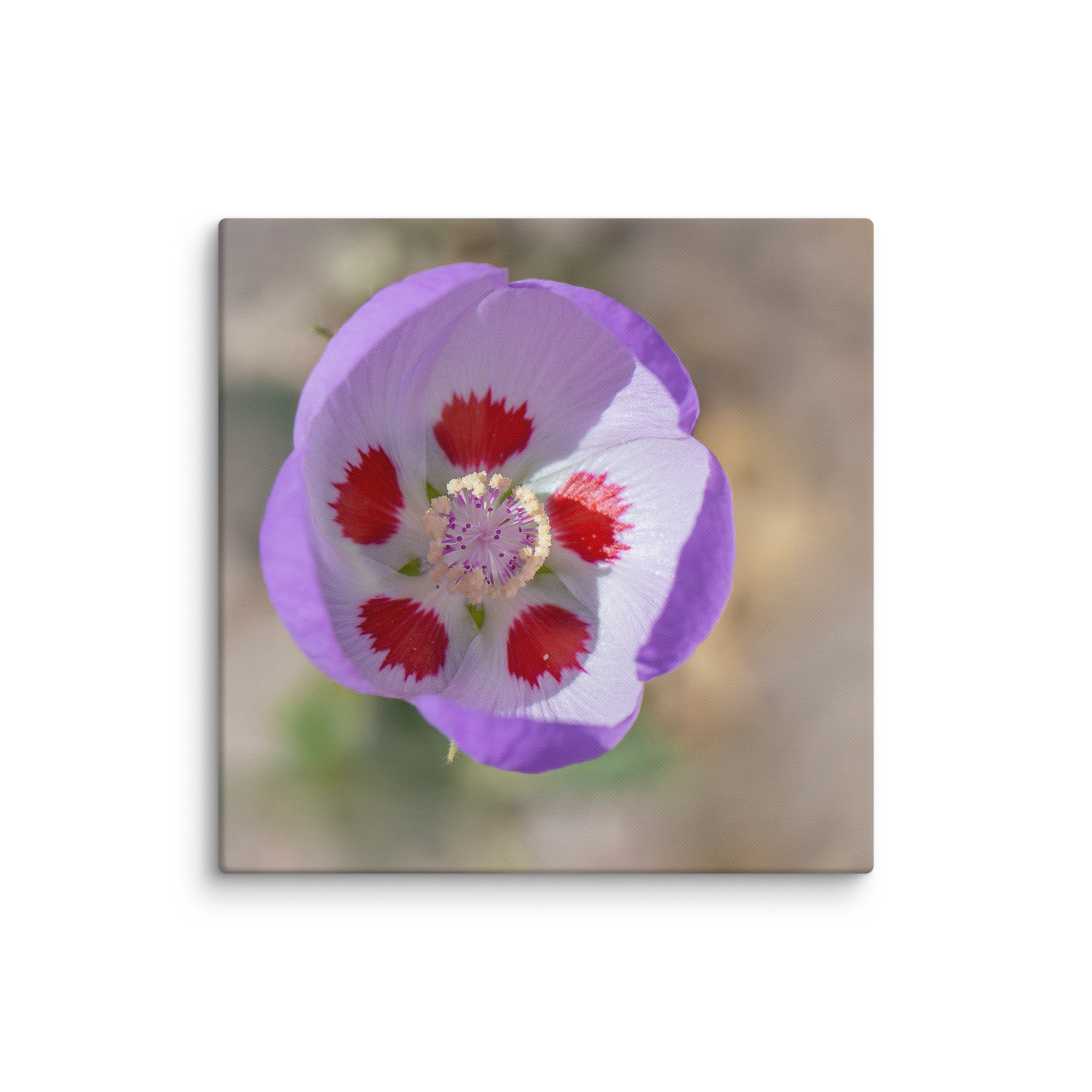 Desert five-spot in bloom! Canvas - Image 11